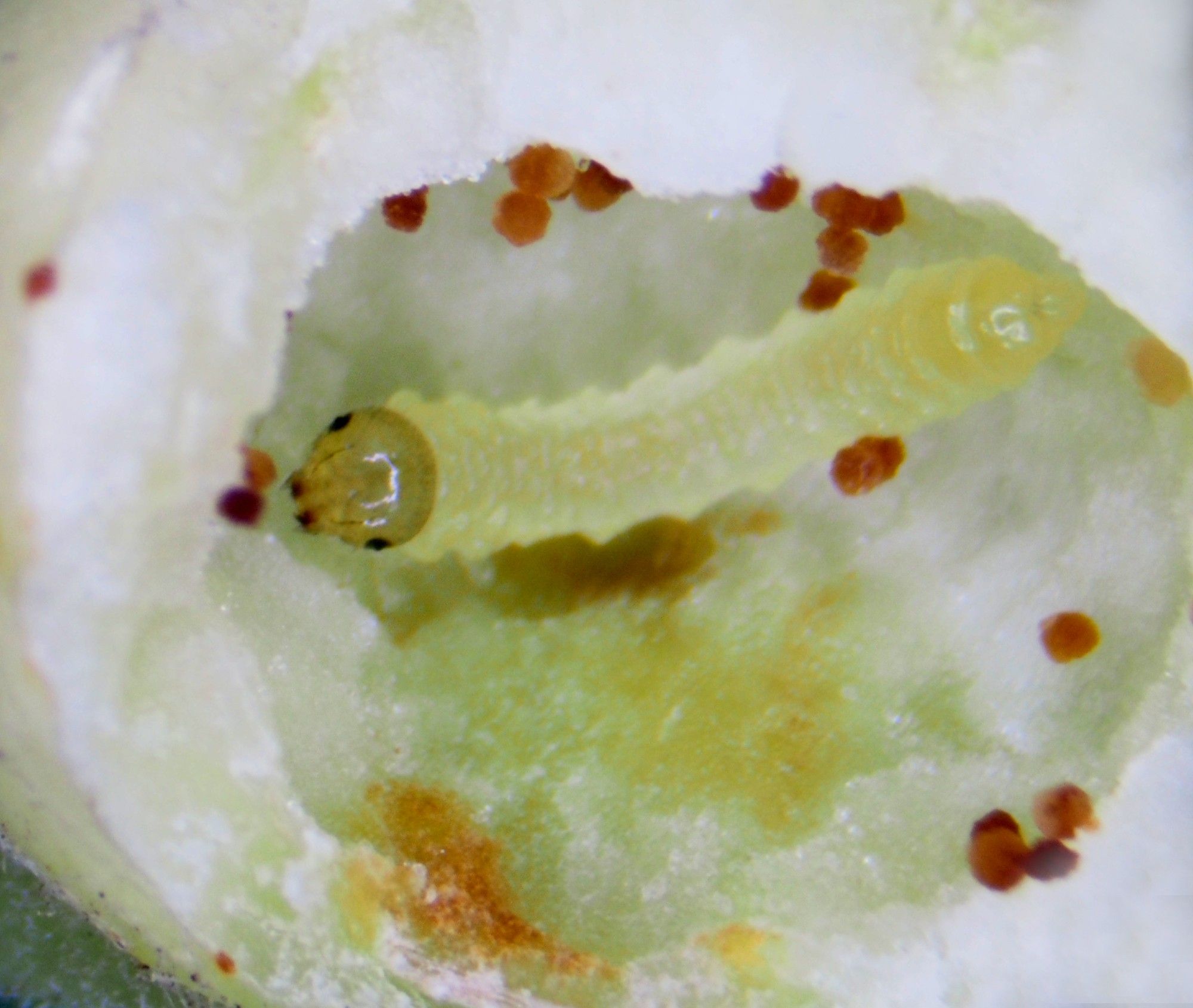 Larva of Euura pedunculi, Sallow Pea-galler