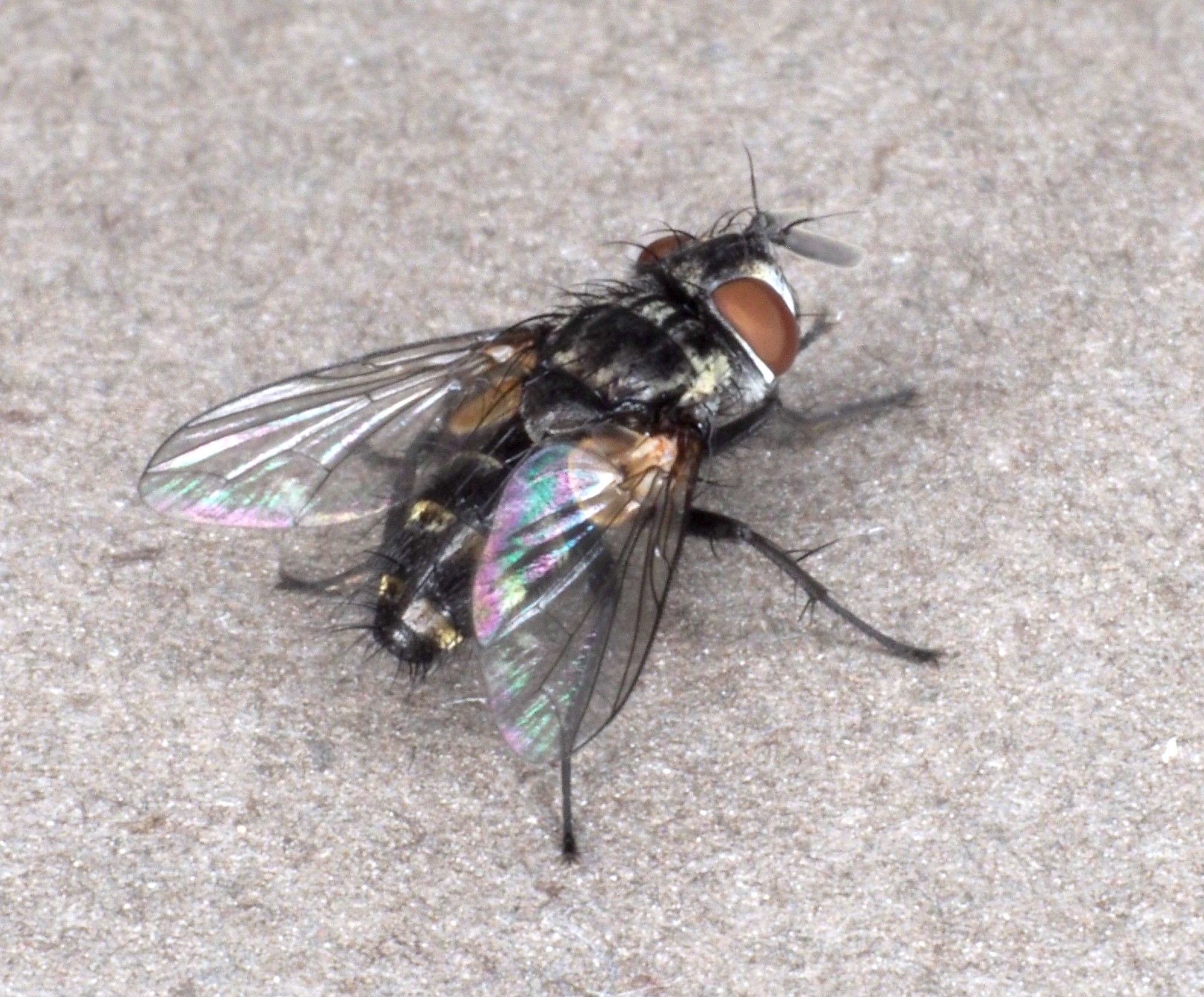 Tachinid parasitoid from a Cladius brullei sawfly larva