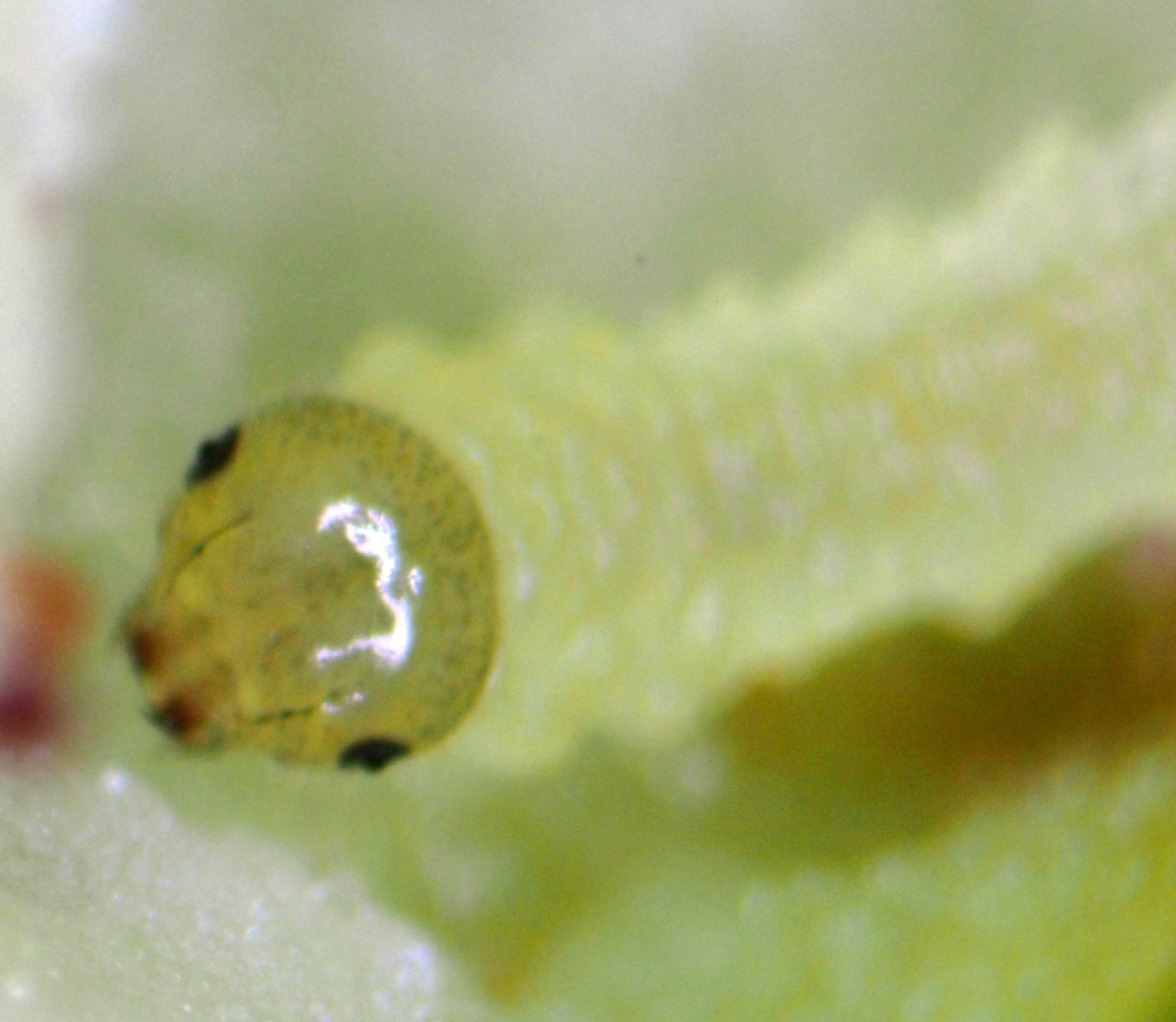 Larva of Euura pedunculi, Sallow Pea-galler - head detail