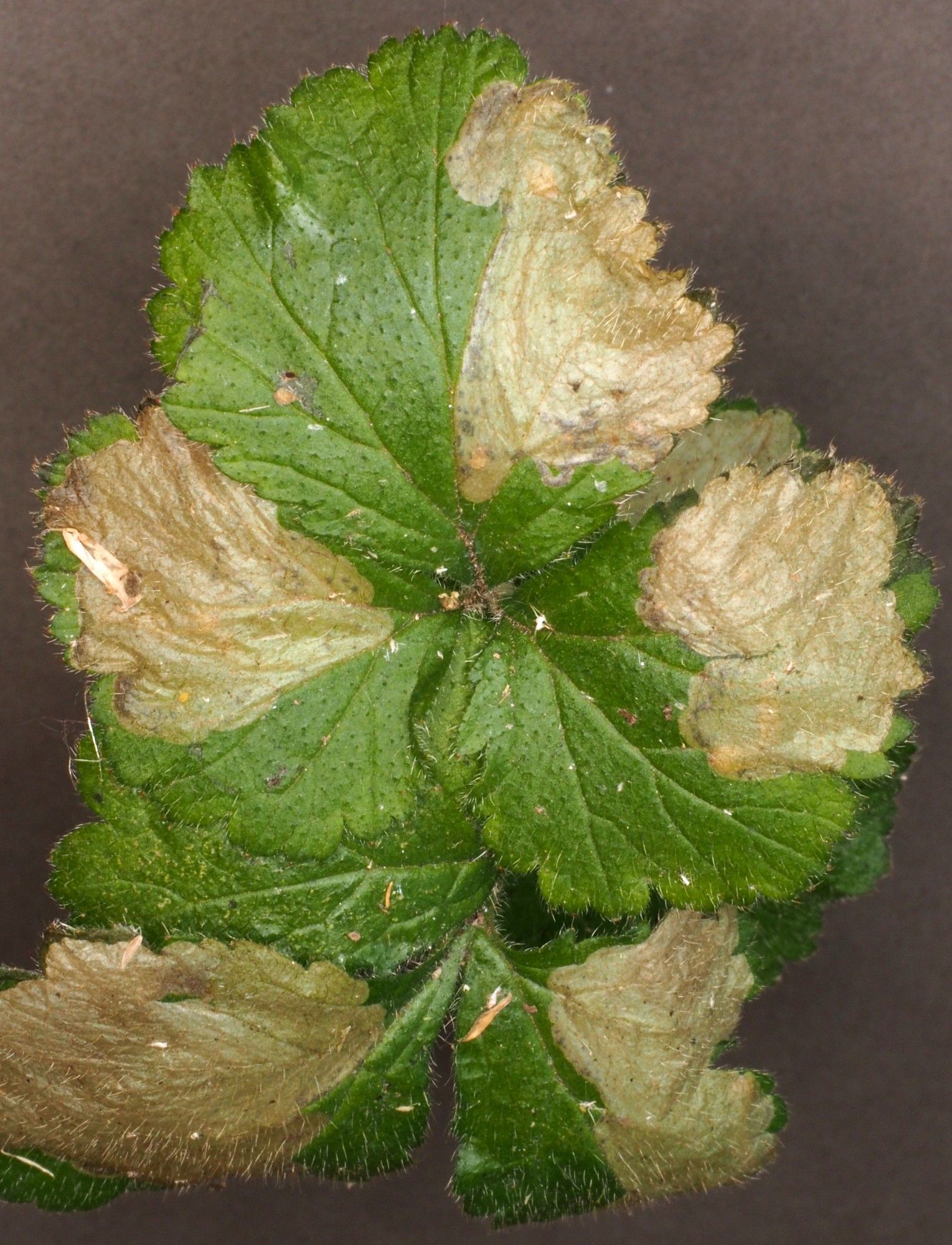 Metallus lanceolatus larvae mining Geum urbanum leaves