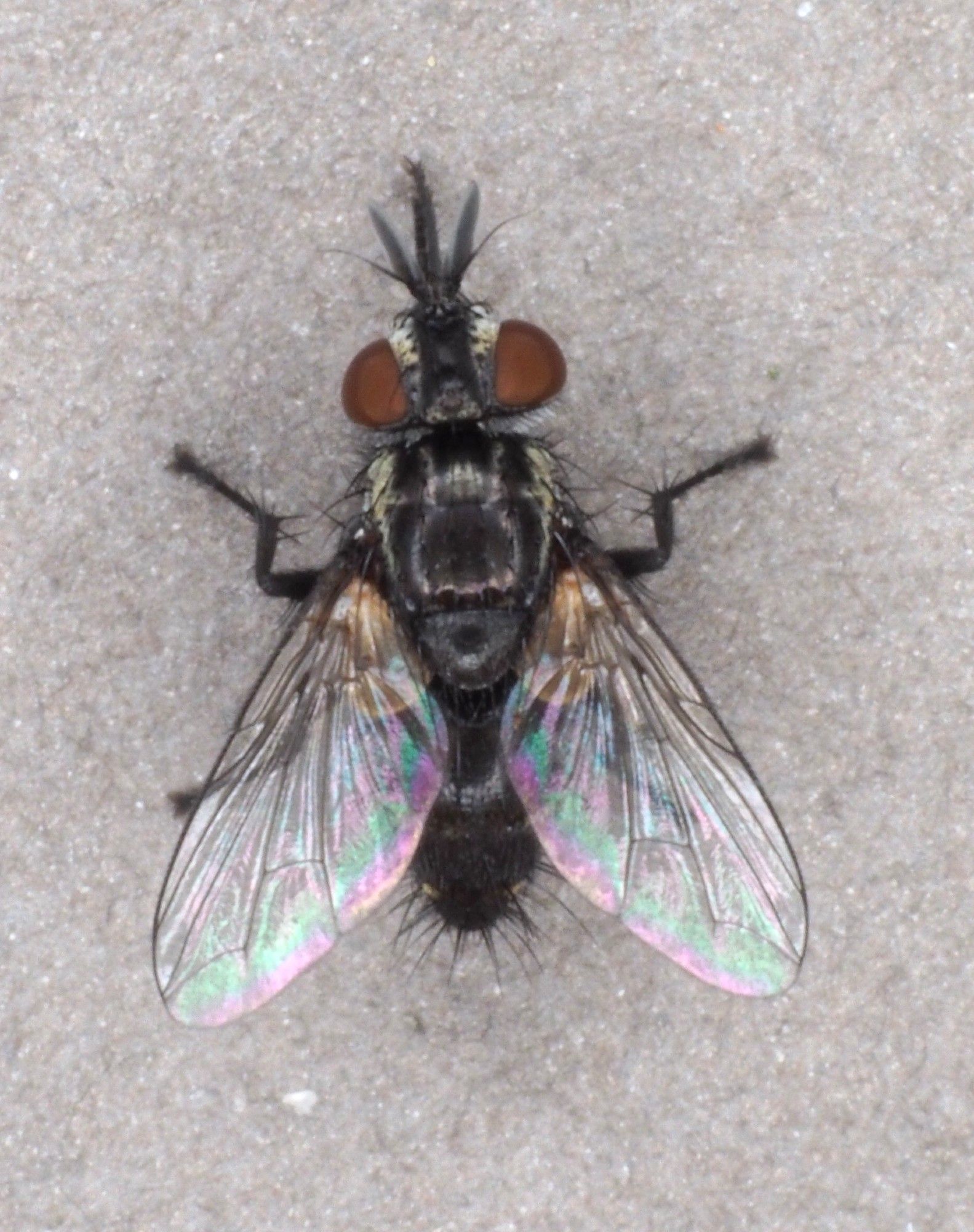 Tachinid parasitoid from a Cladius brullei sawfly larva