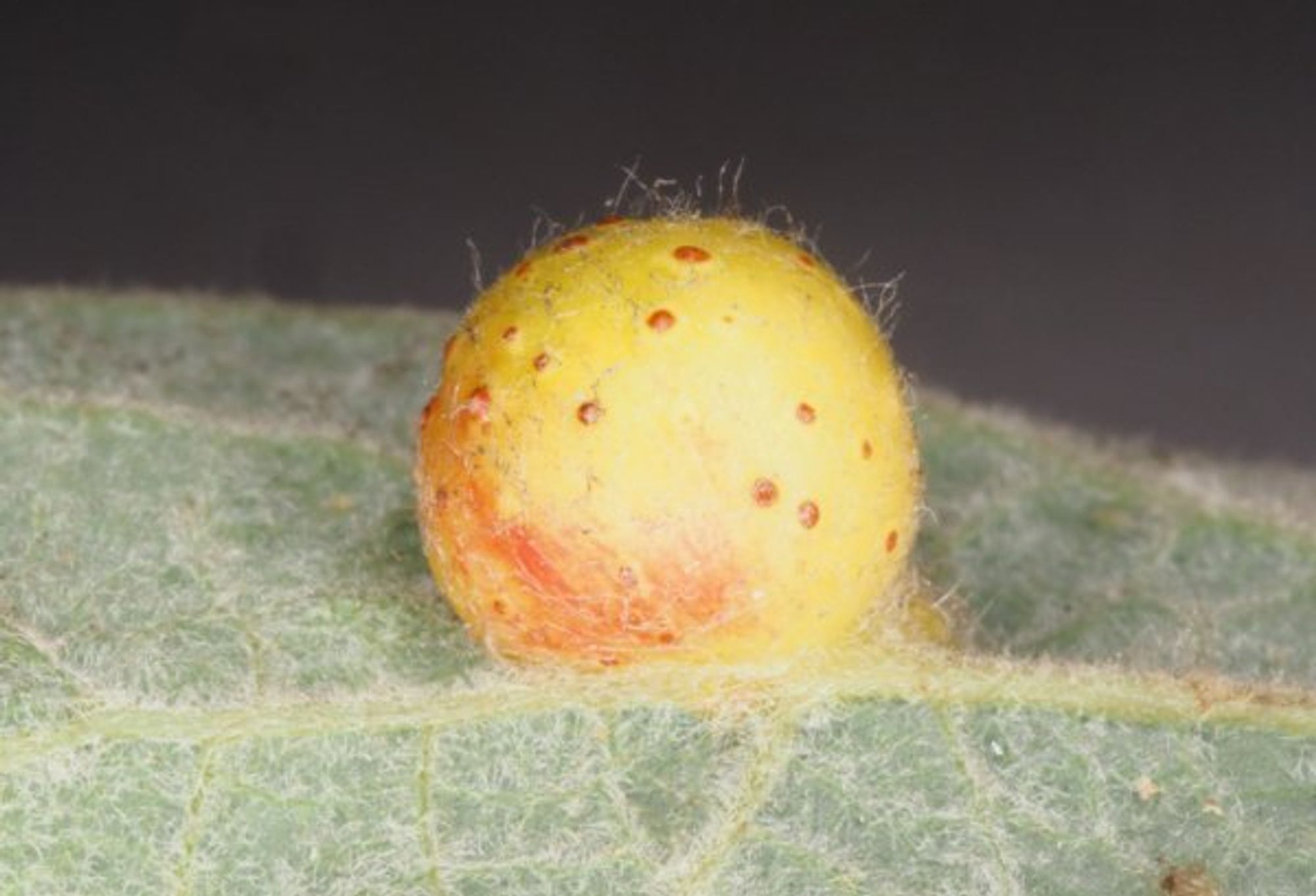 Gall of Euura pedunculi, Sallow Pea-galler