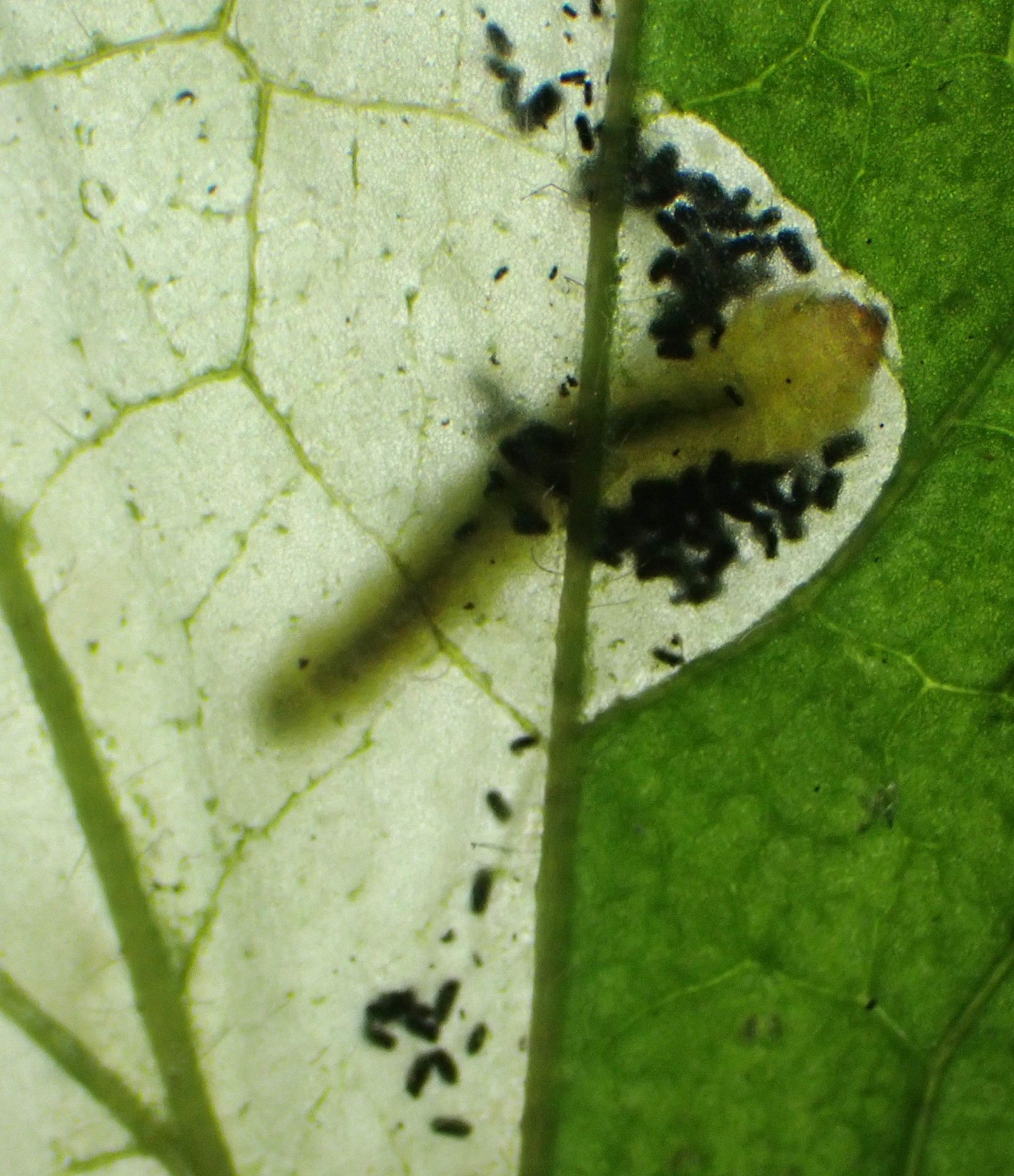 Metallus lanceolatus larvae mining Geum urbanum leaves