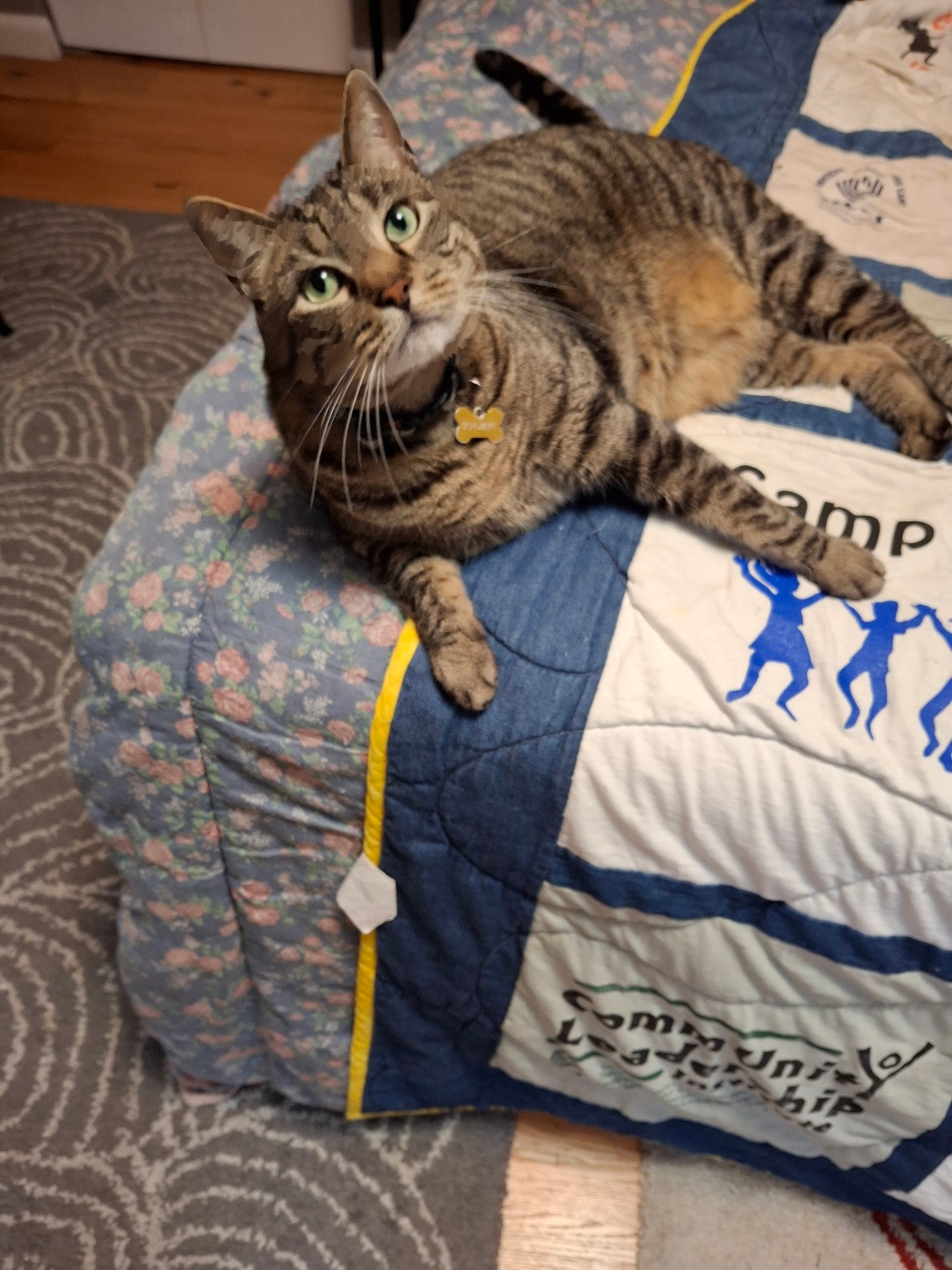 Big tabby cat sprawled on the bed and looking at you with big green eyes