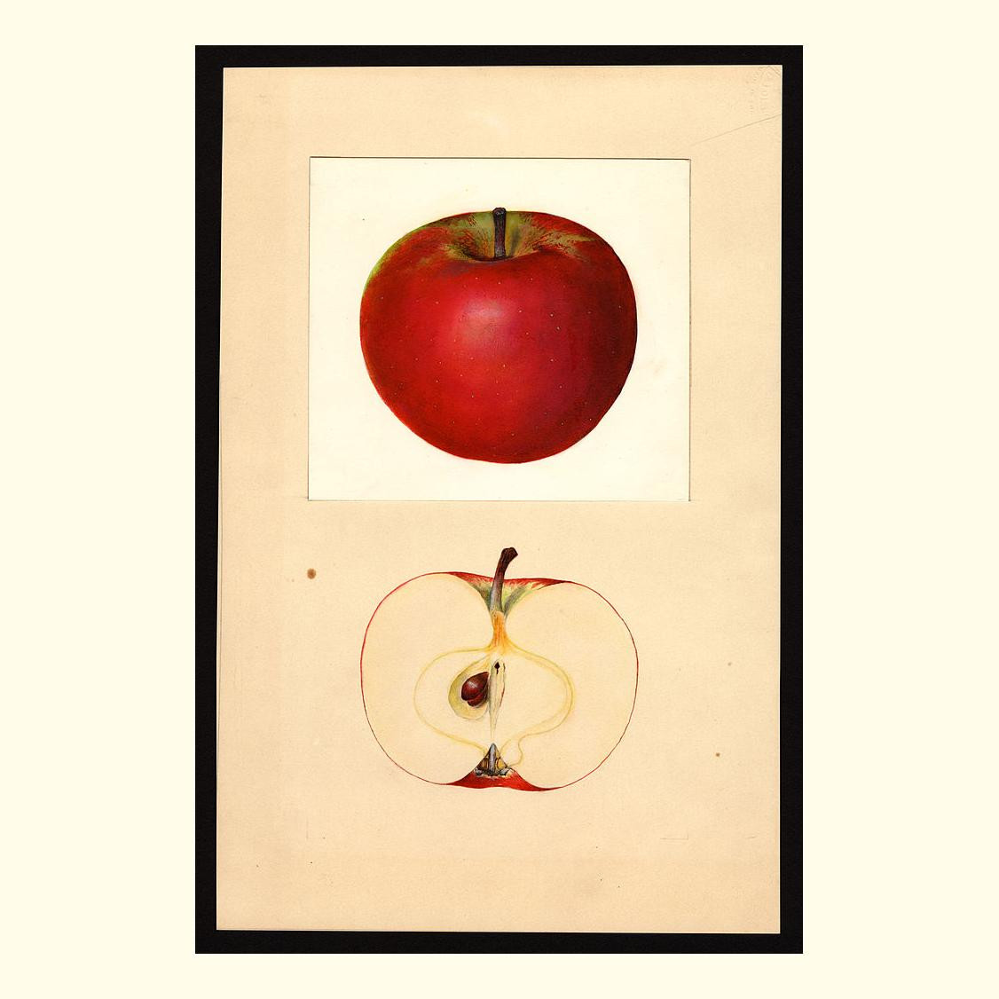 cortland apples, painted by mary daisy arnold, 1936