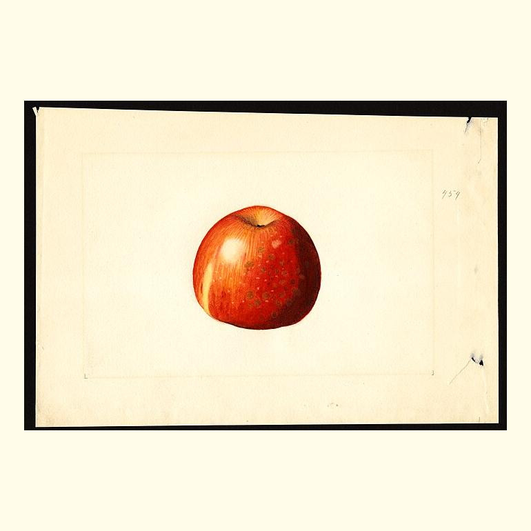 jonathan apples, painted by james marion shull, 1911