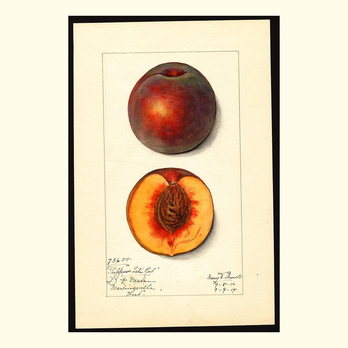 shippers late red peaches, painted by mary daisy arnold, 1914