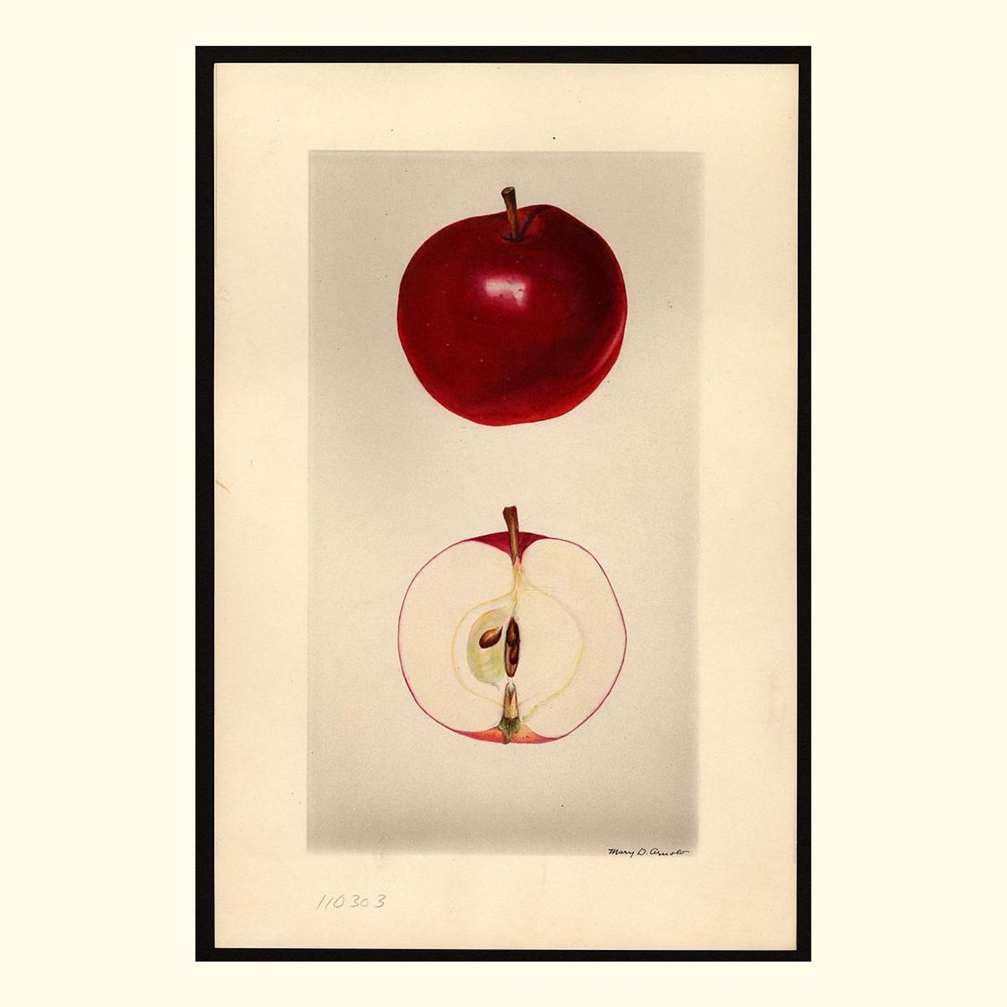 seedling apple no. 34 apples, painted by mary daisy arnold