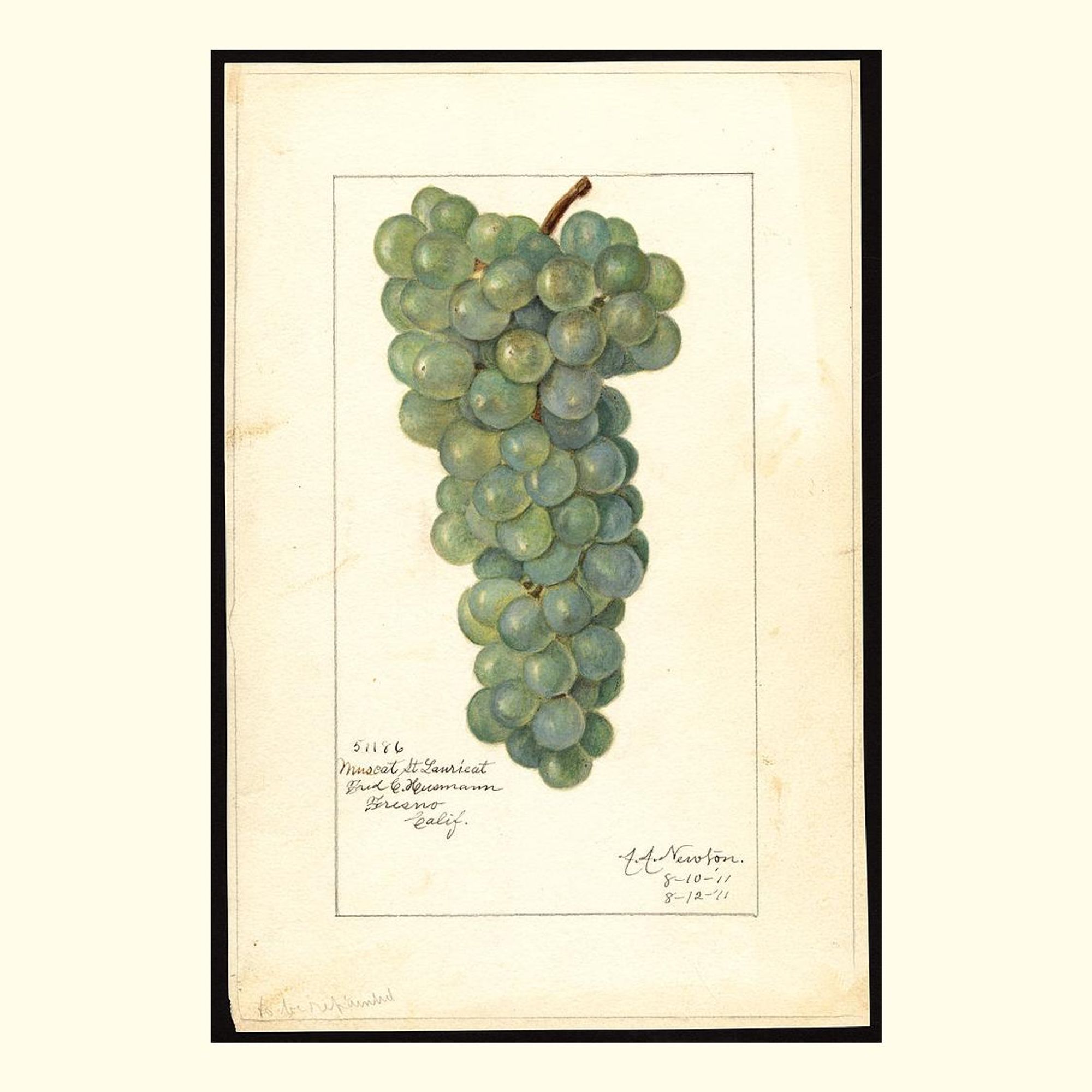 muscat st. laurient grapes, painted by amanda almira newton, 1911