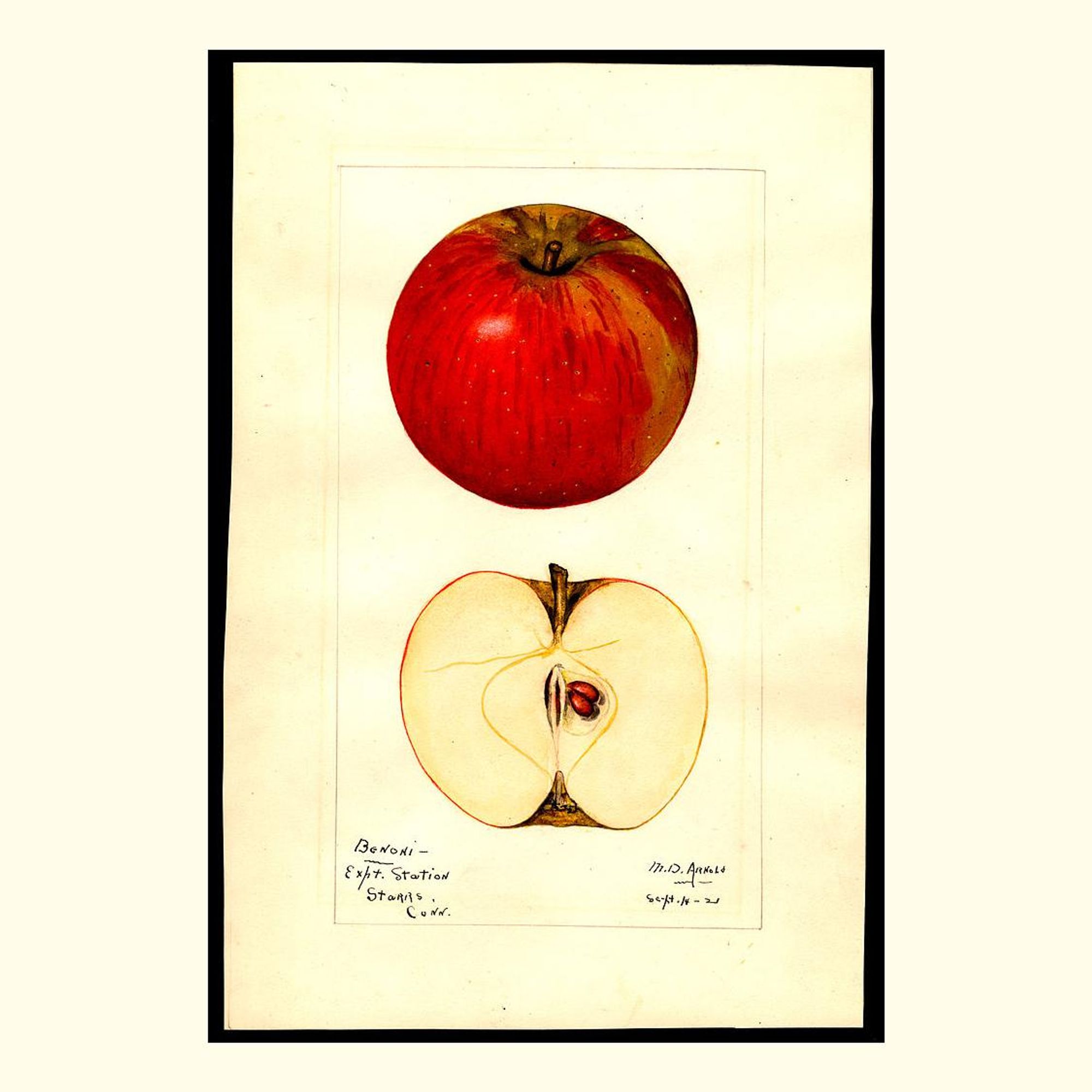 benoni apples, painted by mary daisy arnold, 1921