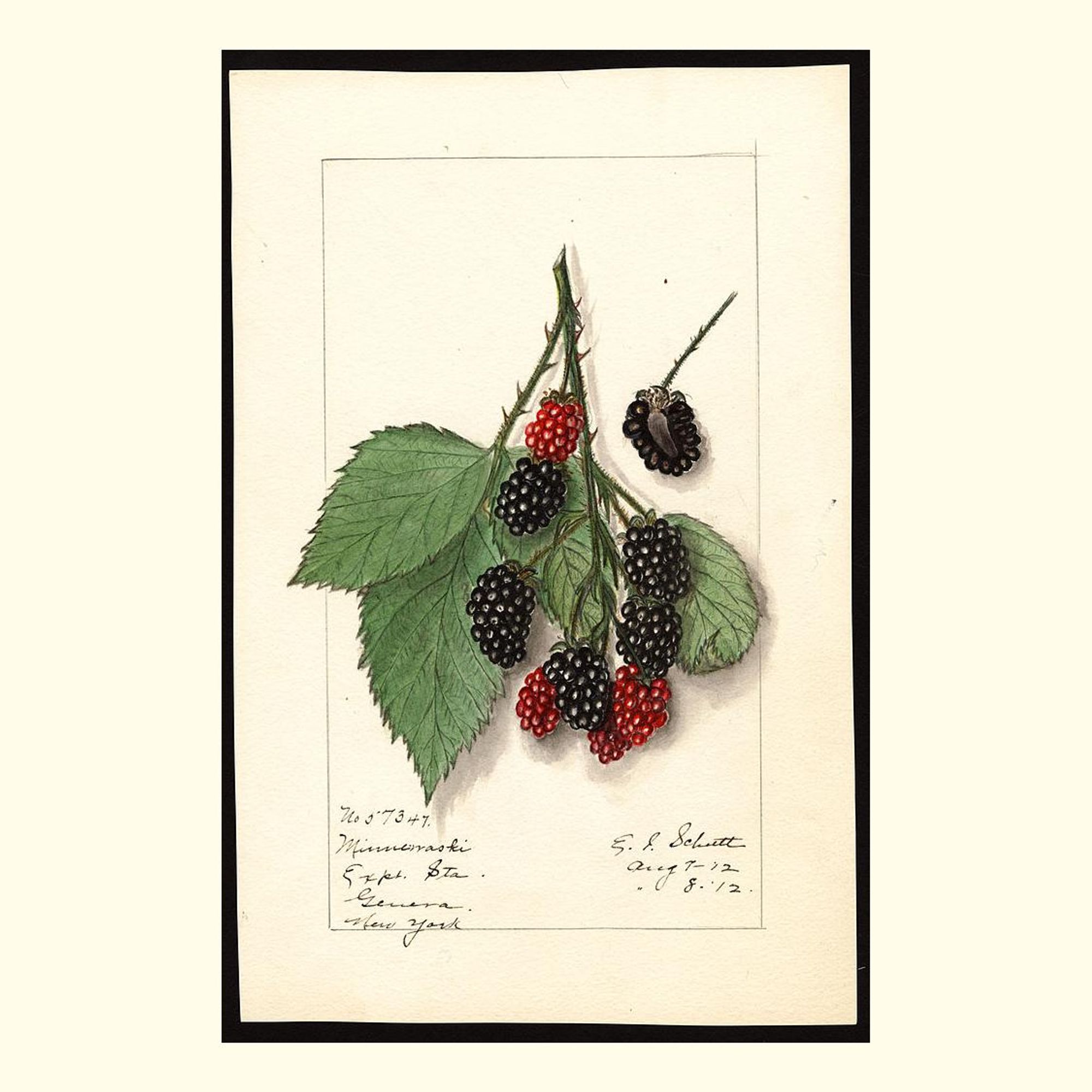 minnewaski blackberries, painted by ellen isham schutt, 1912