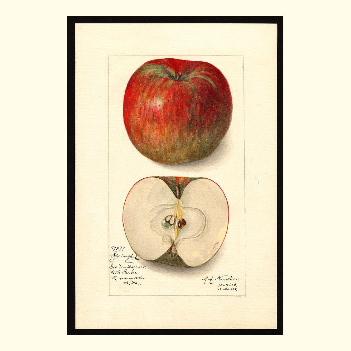 springdale apples, painted by amanda almira newton, 1912