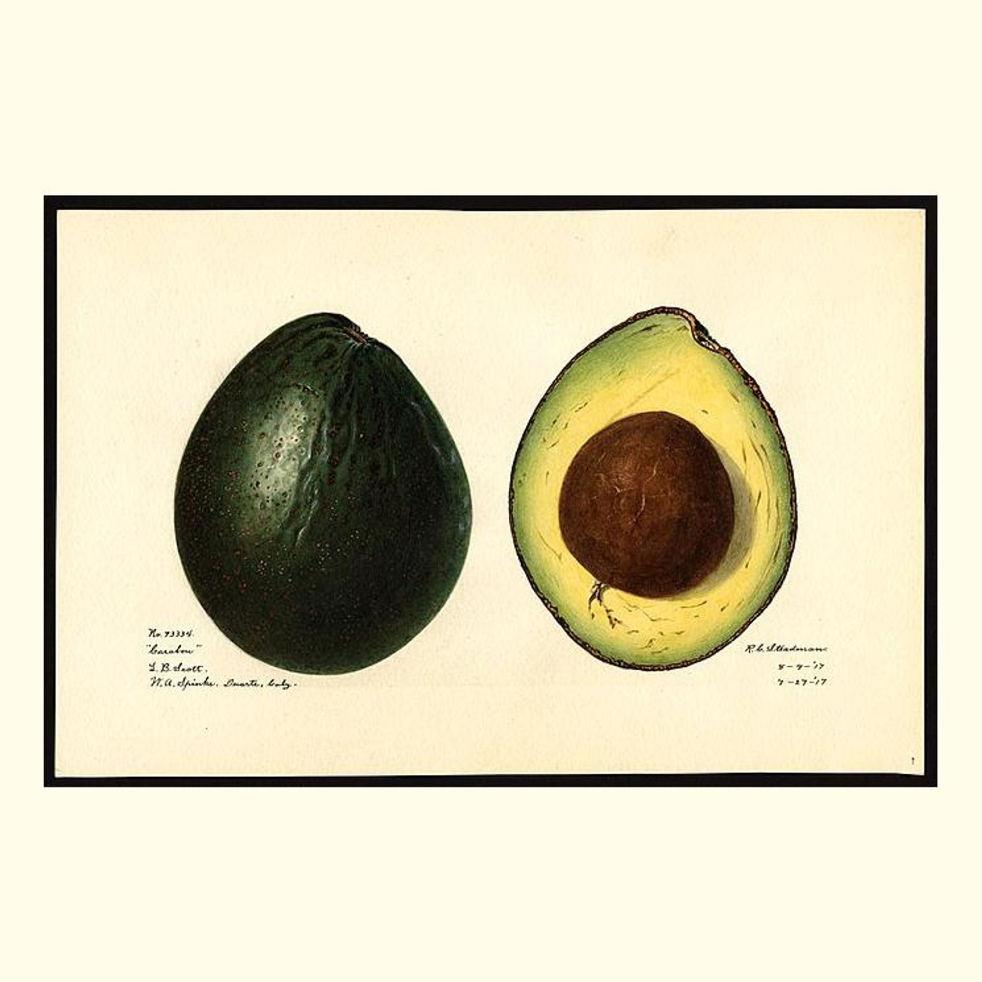 carabou avocados, painted by royal charles steadman, 1917