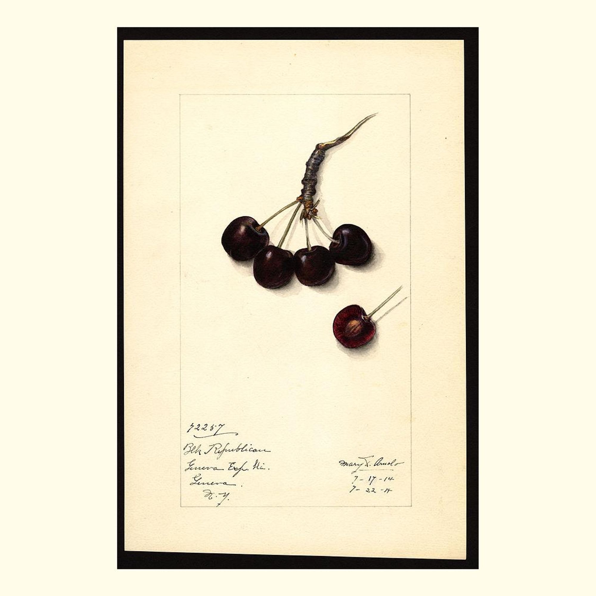 black republican cherries, painted by mary daisy arnold, 1914