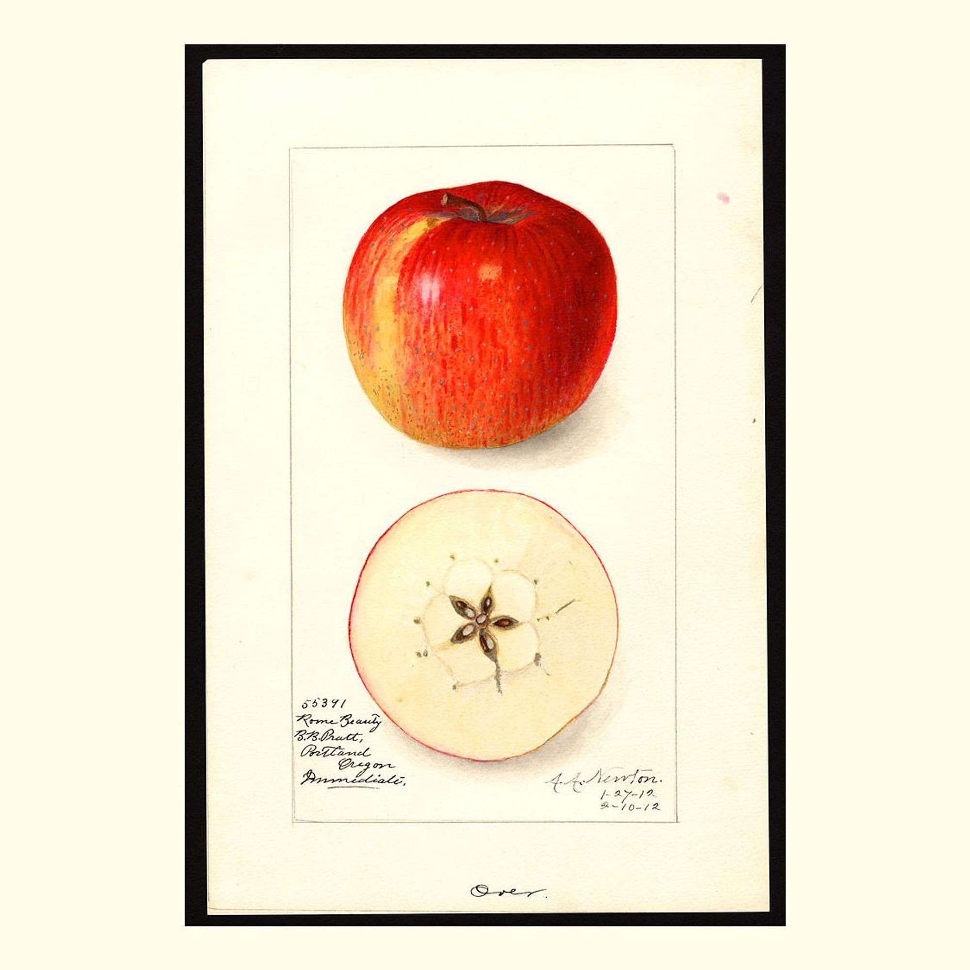 rome beauty apples, painted by amanda almira newton, 1912