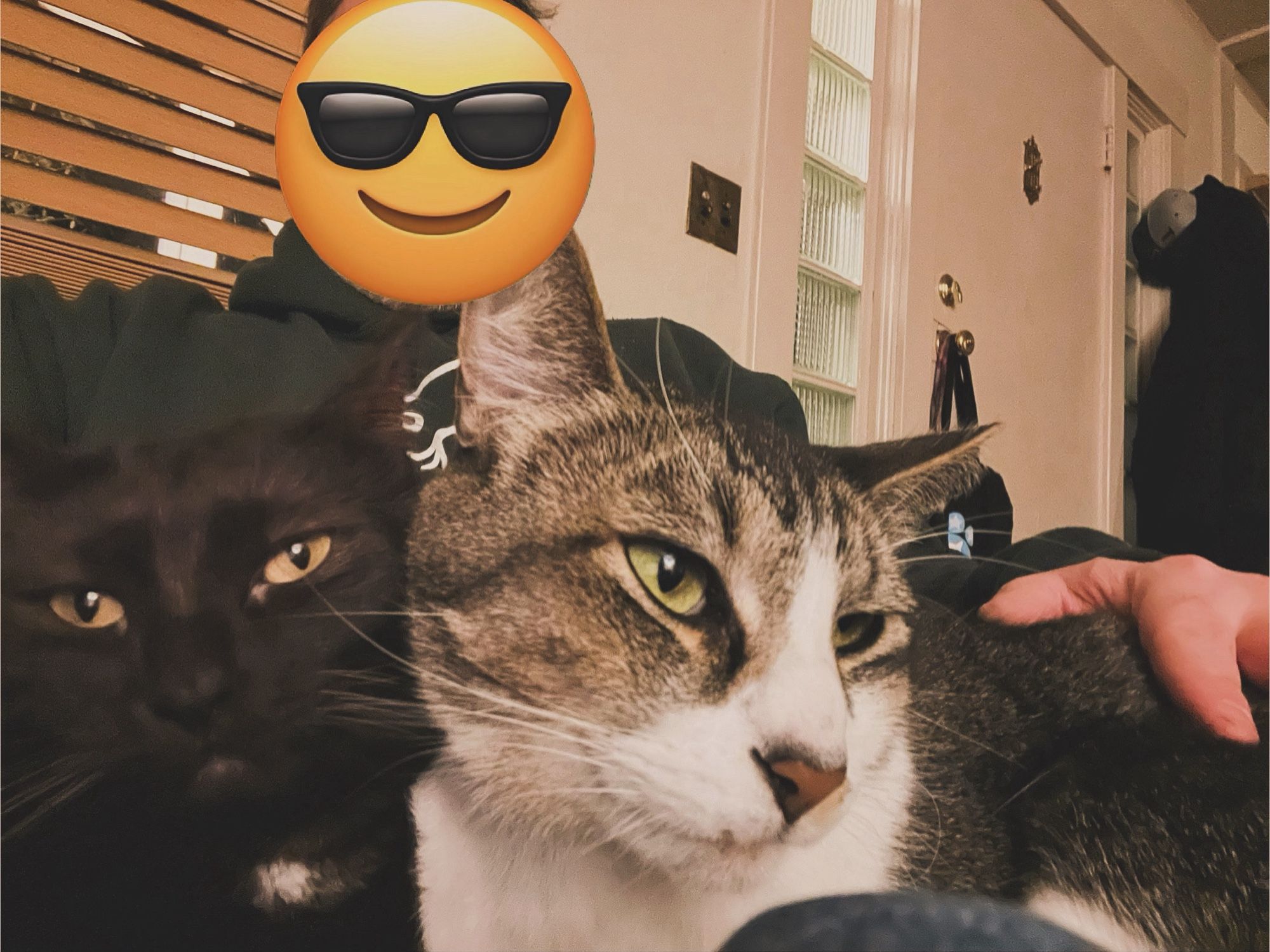 Two cats on some guy’s lap