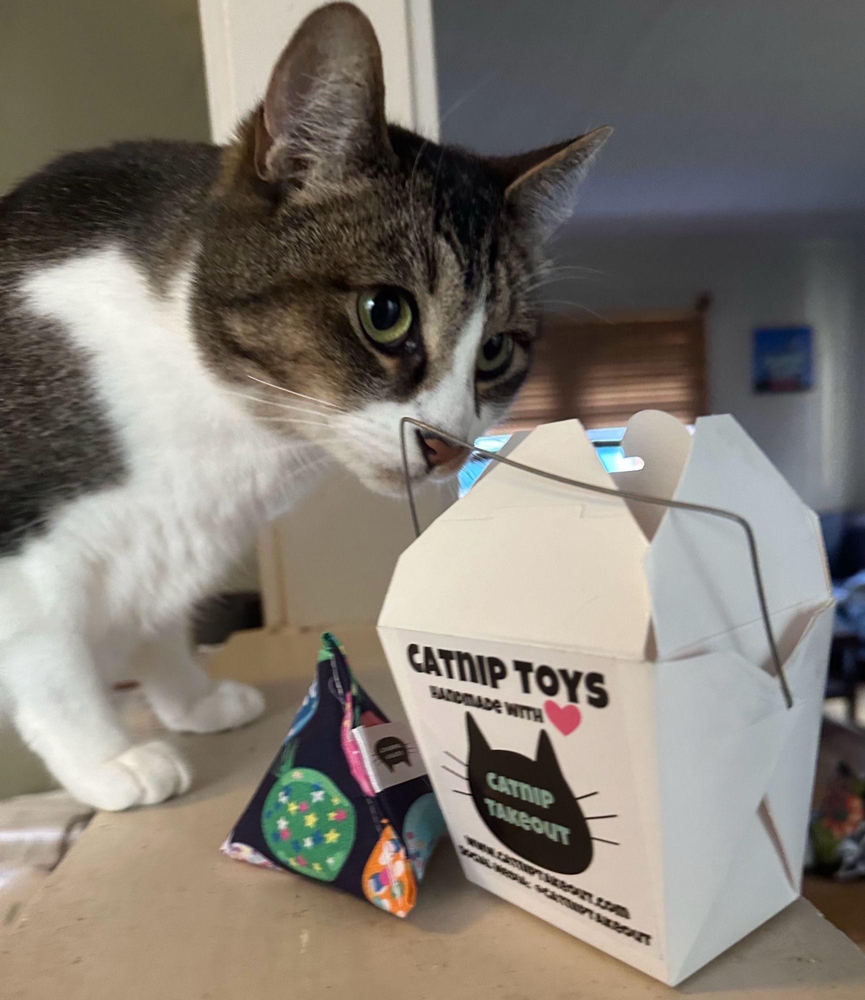 Tabby cat sniffing take out food container that once contained the catnip toy next to the container, on a countertop