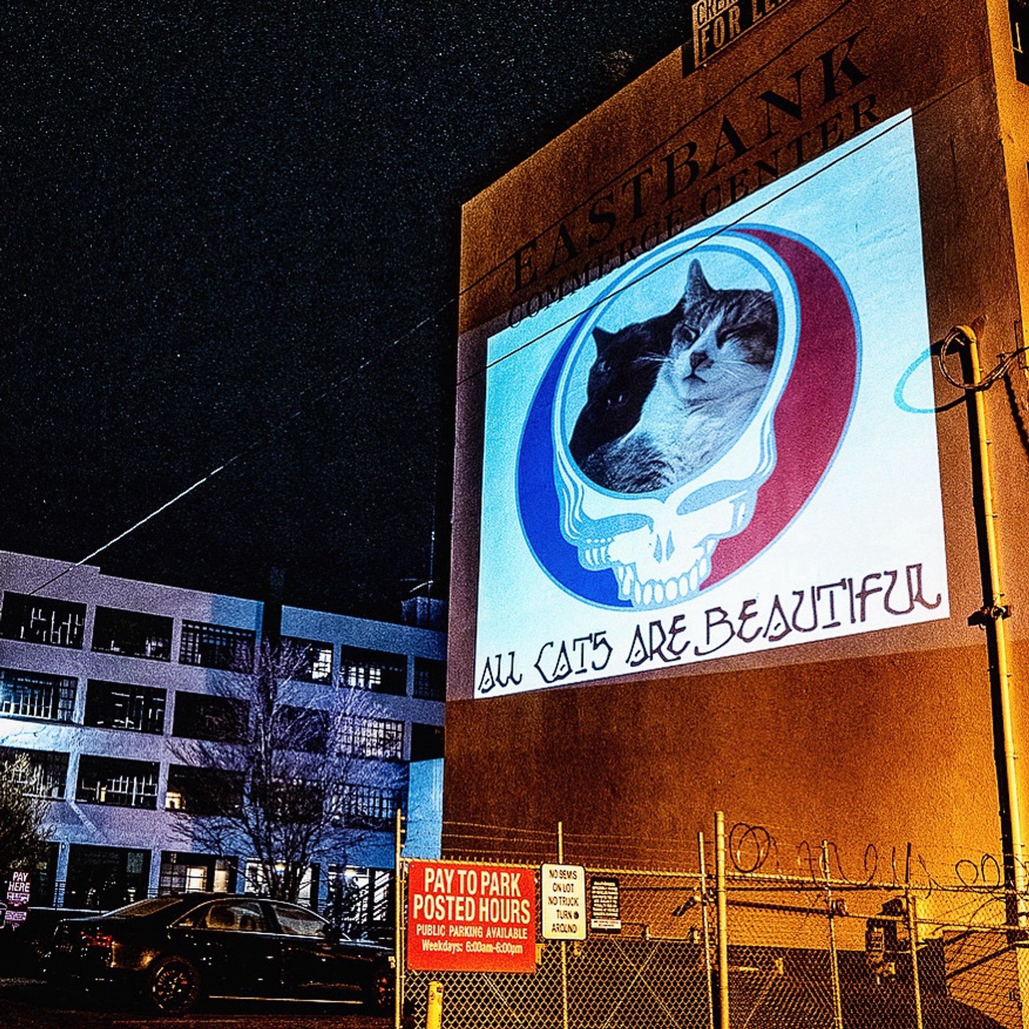 Steal your face with two cats in the skull with the text “all cats are beautiful” projected onto the side of a large building