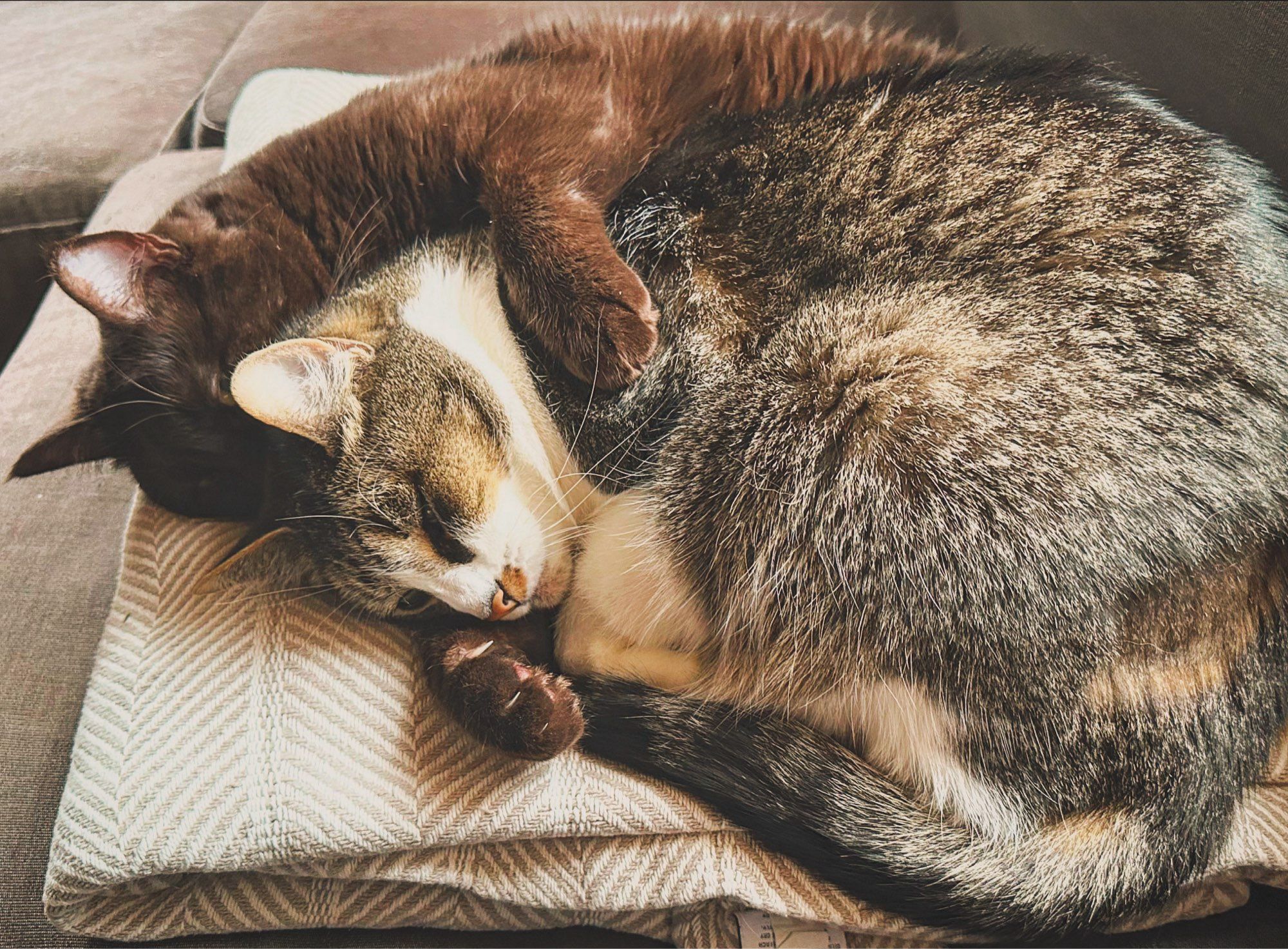 Dark brown cat embracing tabby cat as they nap together on top of a folded blanket on a sofa