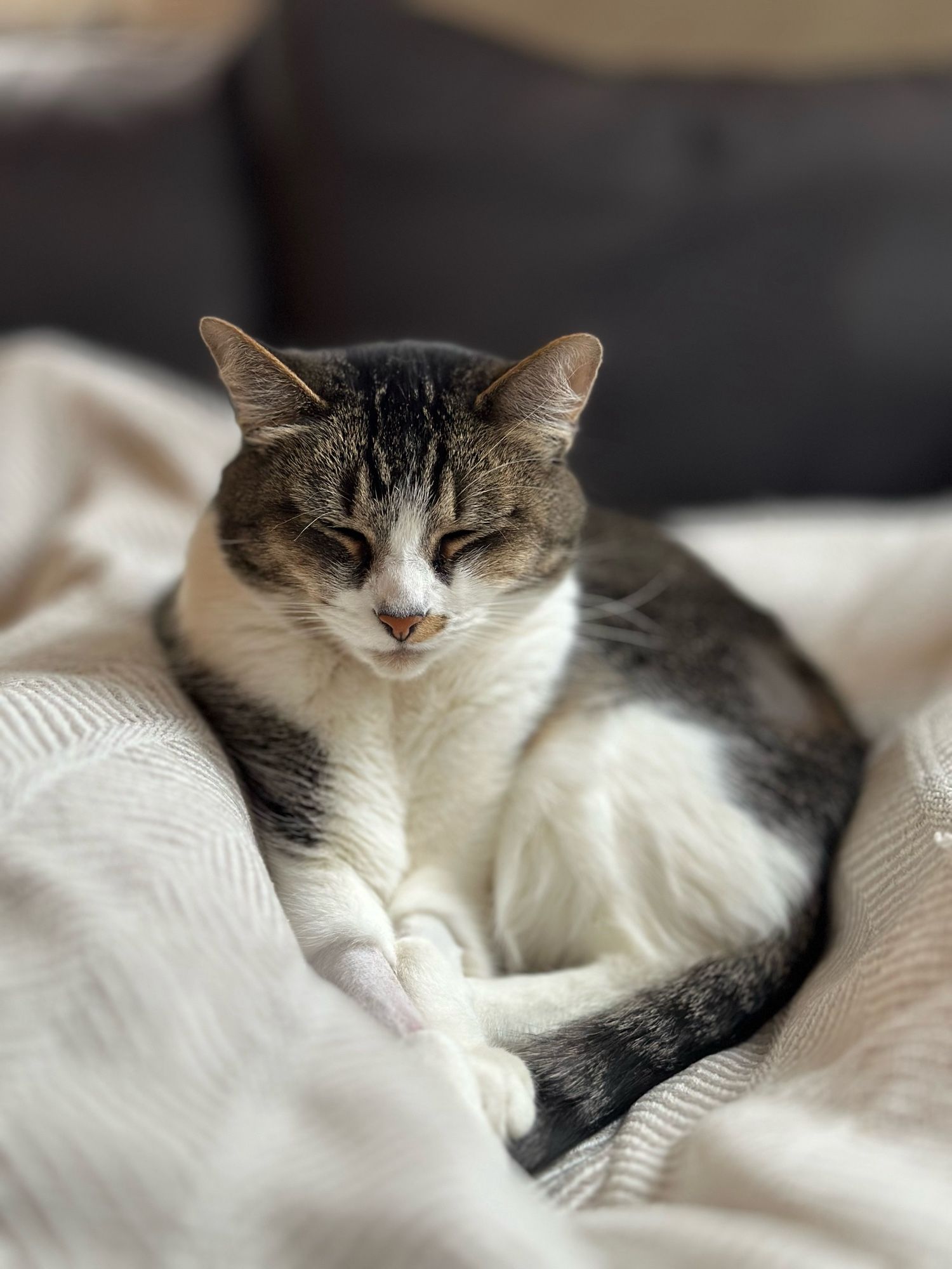 A sleepy tabby cat is snuggled up on a blanket