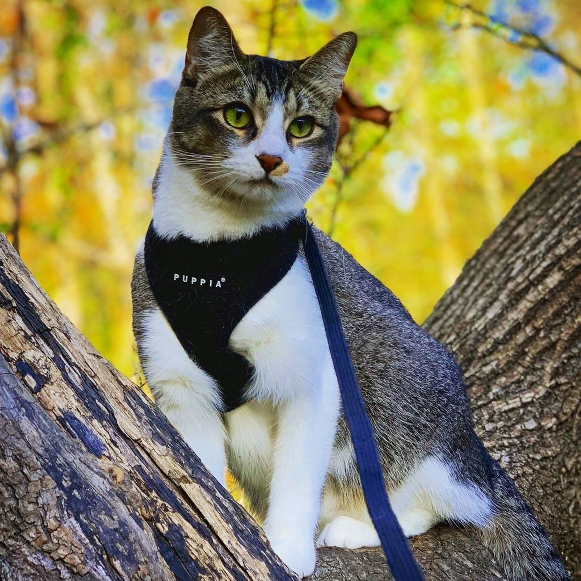 Tabby cat in a leashed harness is sitting in a tree with bright yellow leaves behind him on trees in the background