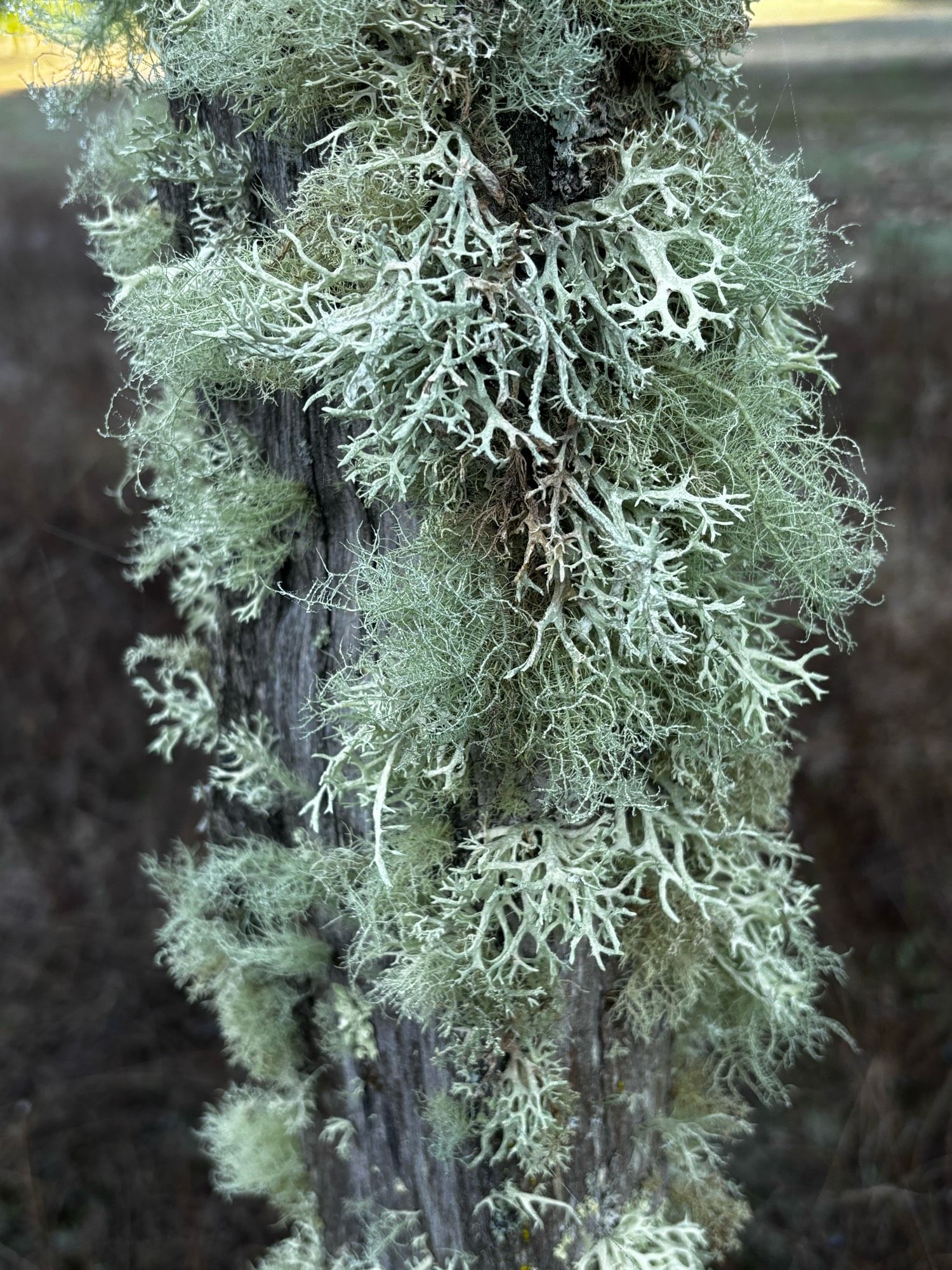 A photo of beard lichen on a fence post - grey-green fronds