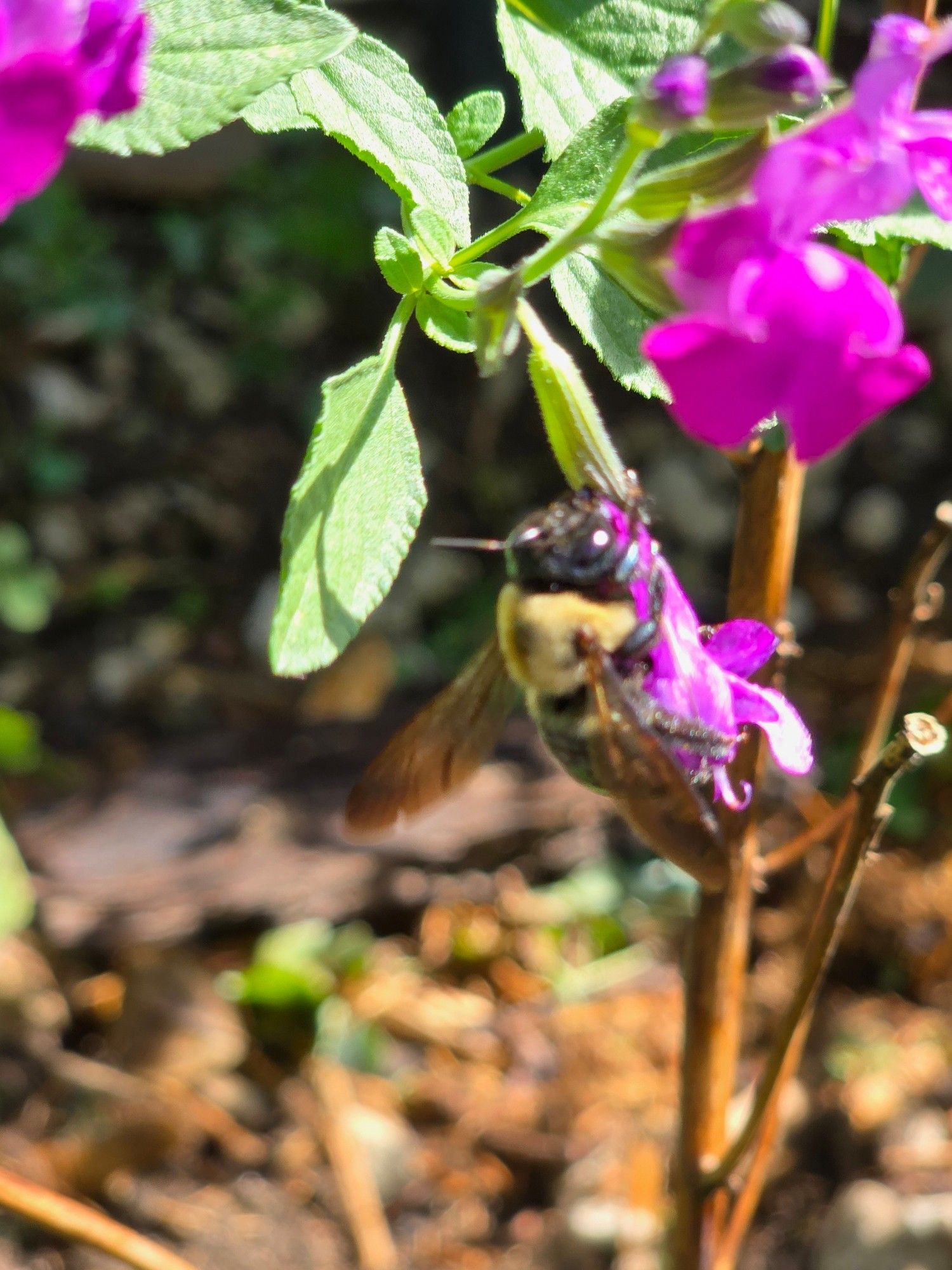 A blurry photo of a large bee on a small flower.