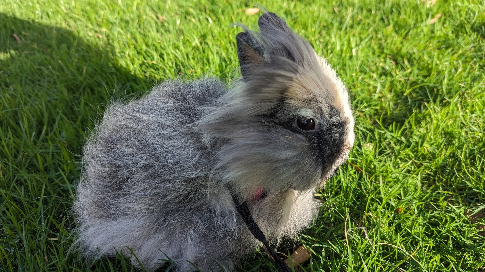 Lapin angora sur une pelouse, cheveux au vent.