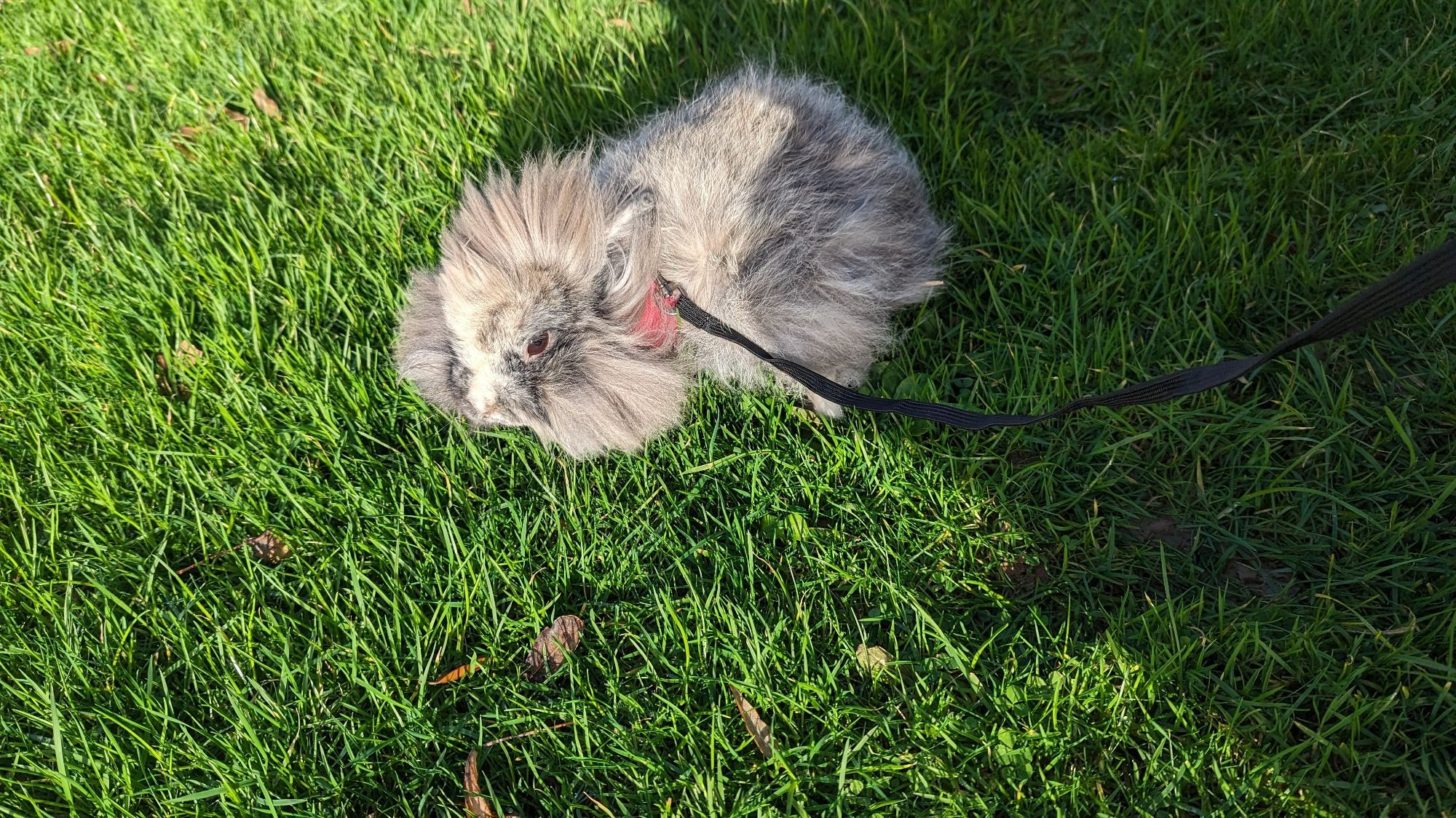 Lapin angora sur une pelouse, tenu en laisse.