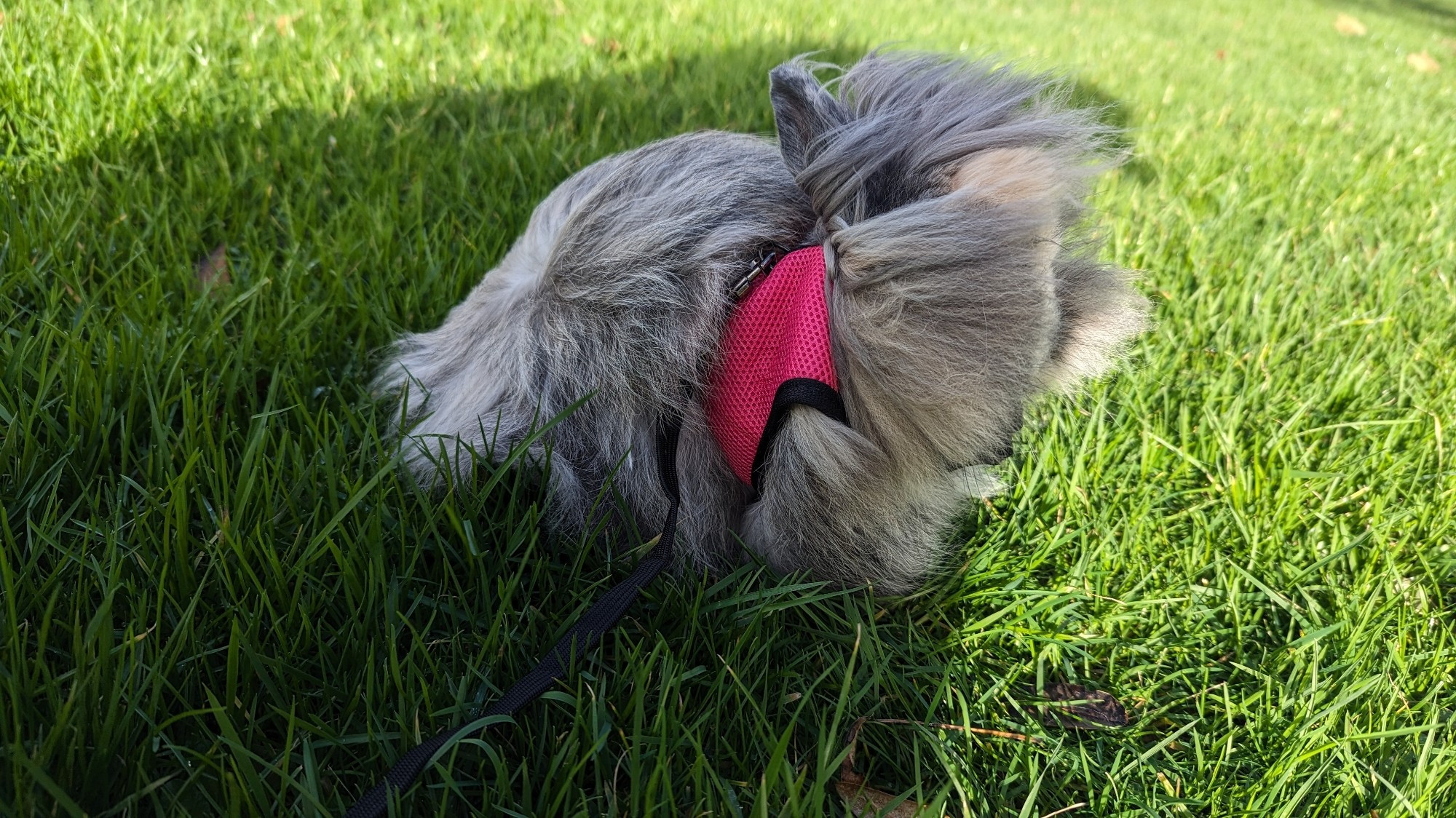 Lapin angora sur une pelouse, avec un vent arrière qui lui rabat les cheveux sur les yeux.