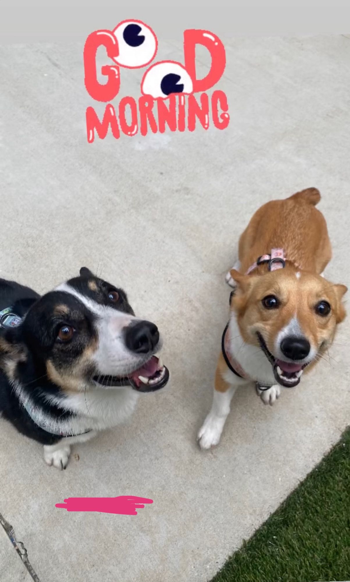 Lola, a tricolor corgi, and Mochi, a red and white corgi, standing and looking up at the camera. they both look like they are smiling and happy!