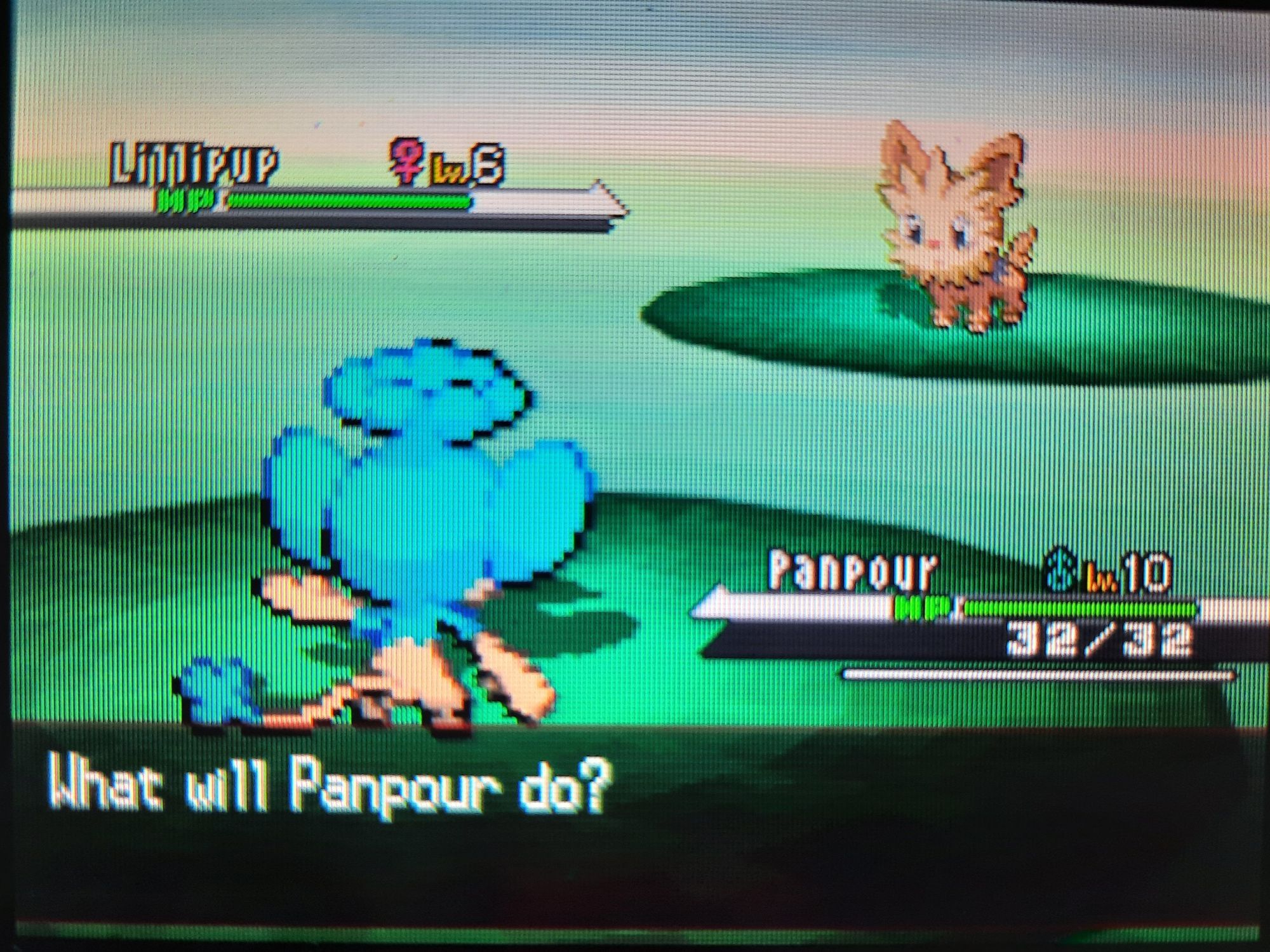 A picture of the shiny Panpour in battle, seen from behind