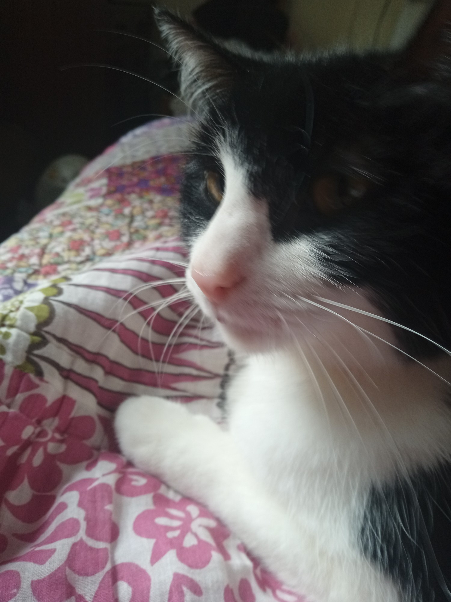 Flo cat with whiskers and favourite pink quilt.