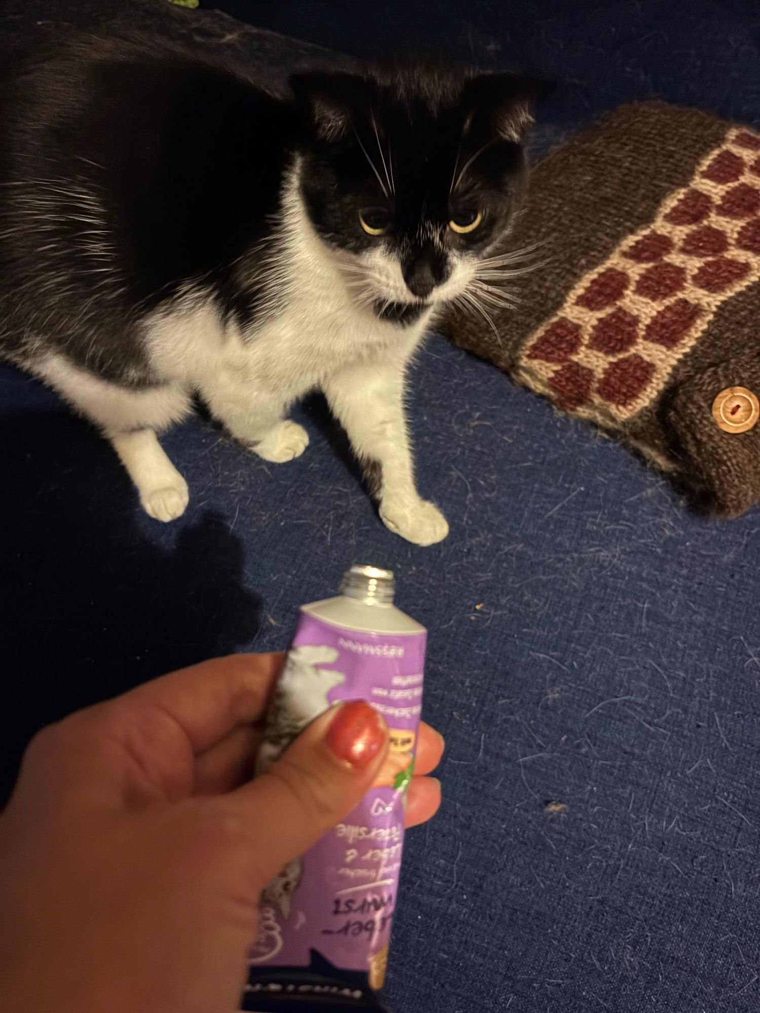 a black and white cat looks spooked by the tube bring held in her direction