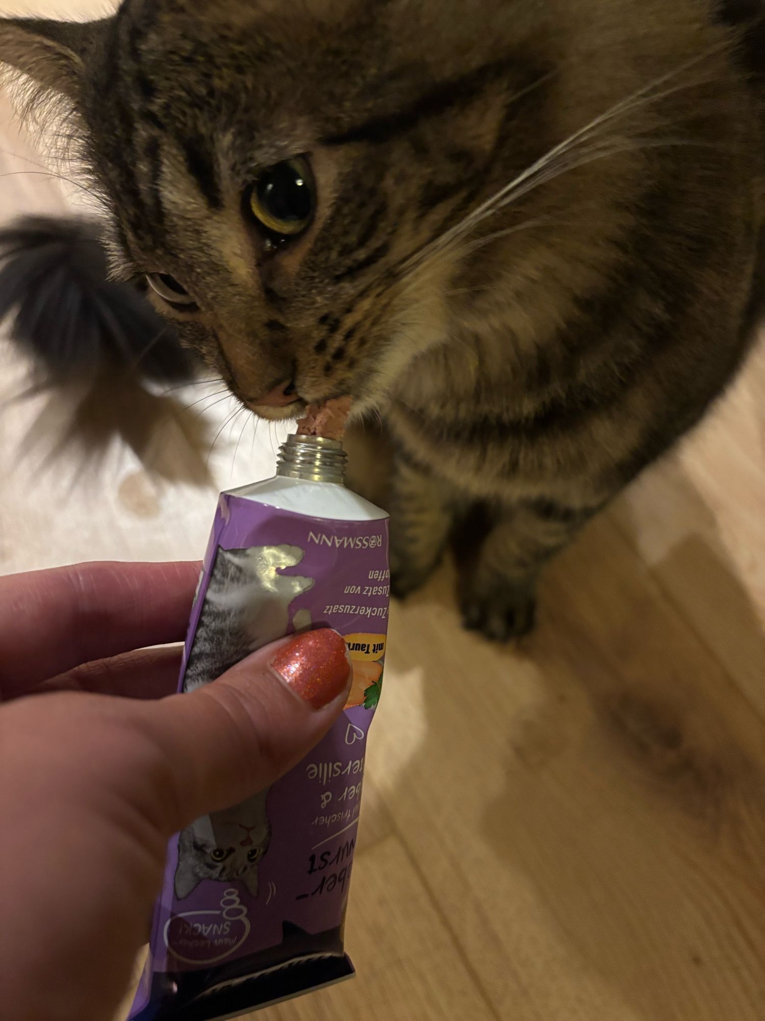 a tabby cat licks a pinkish substance from a tube held by a human hand