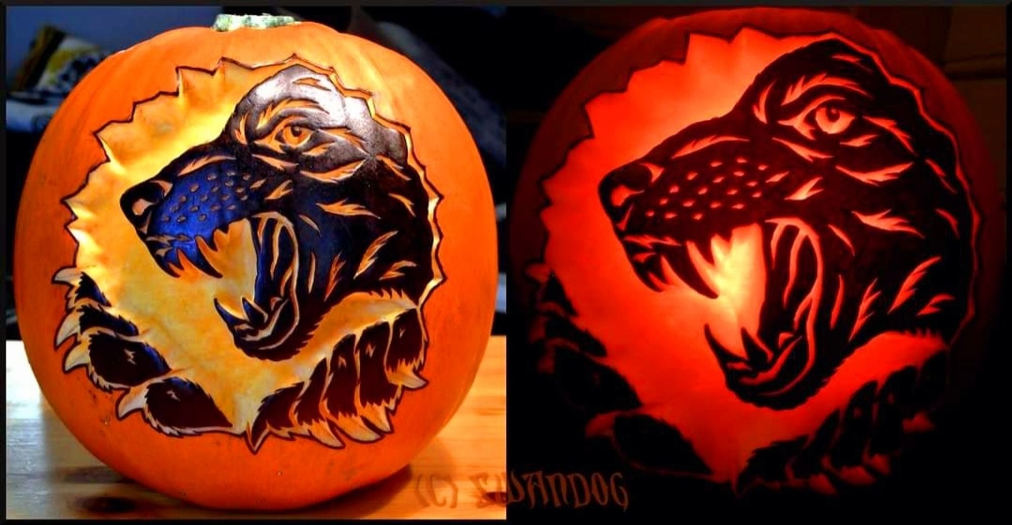 Pumpkin carving of a snarling werewolf peering out of a hole torn in the pumpkin.