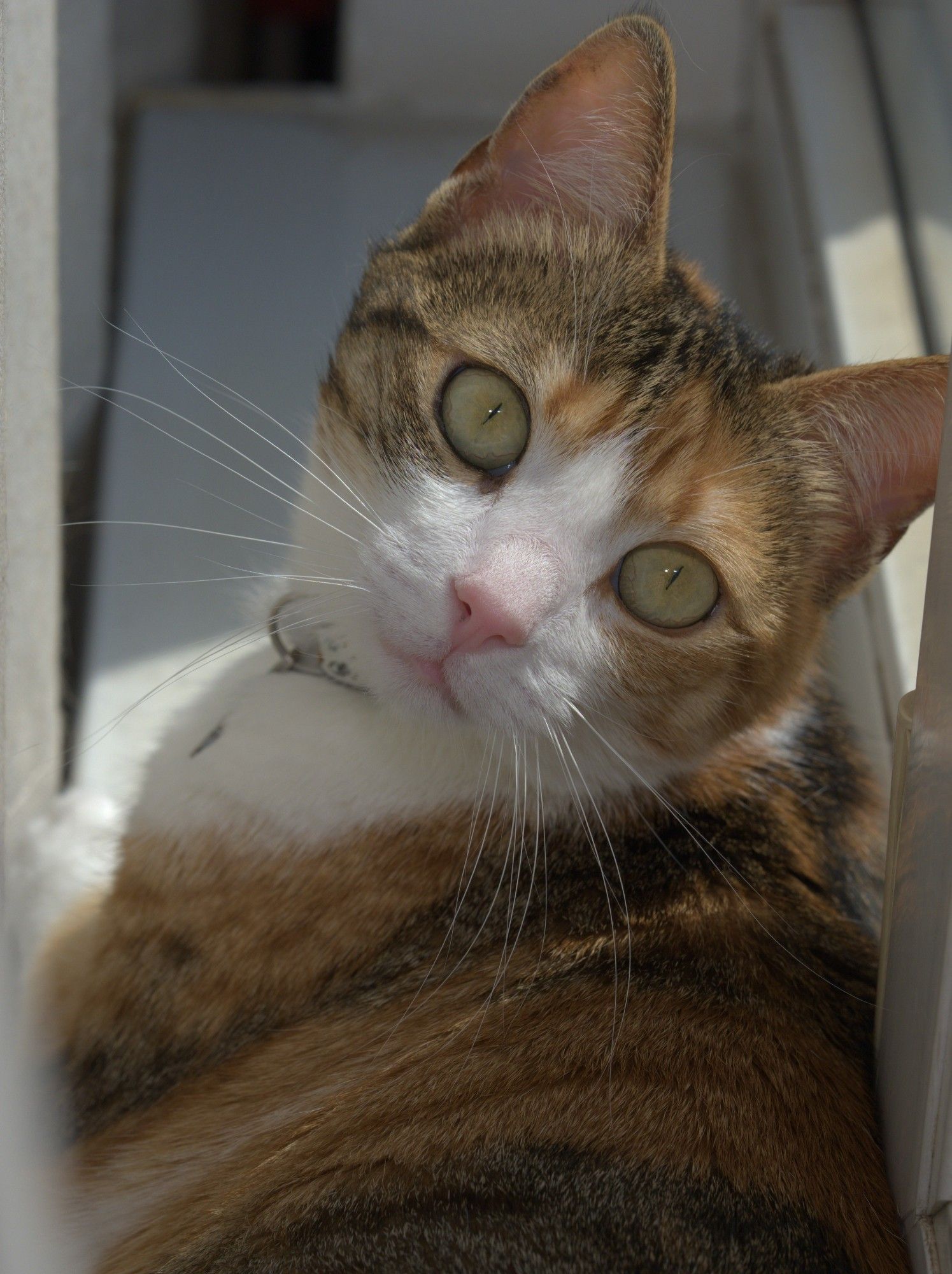 Princess Sashenka (a calico tabby kitty) is resting on a windowledge and looking back quizzically