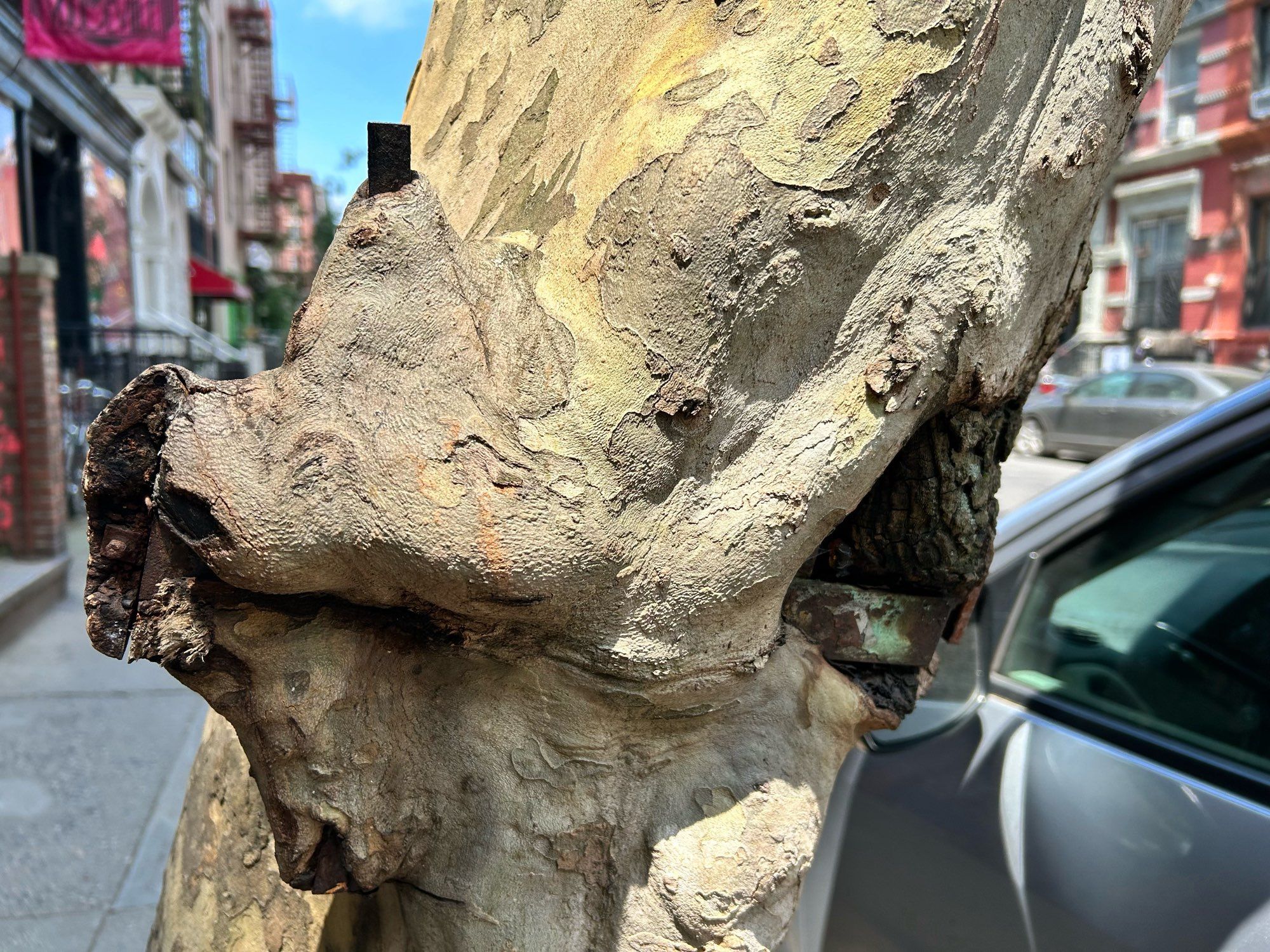 London Plane trunk disfigured as tree grows around metal in tree bed.