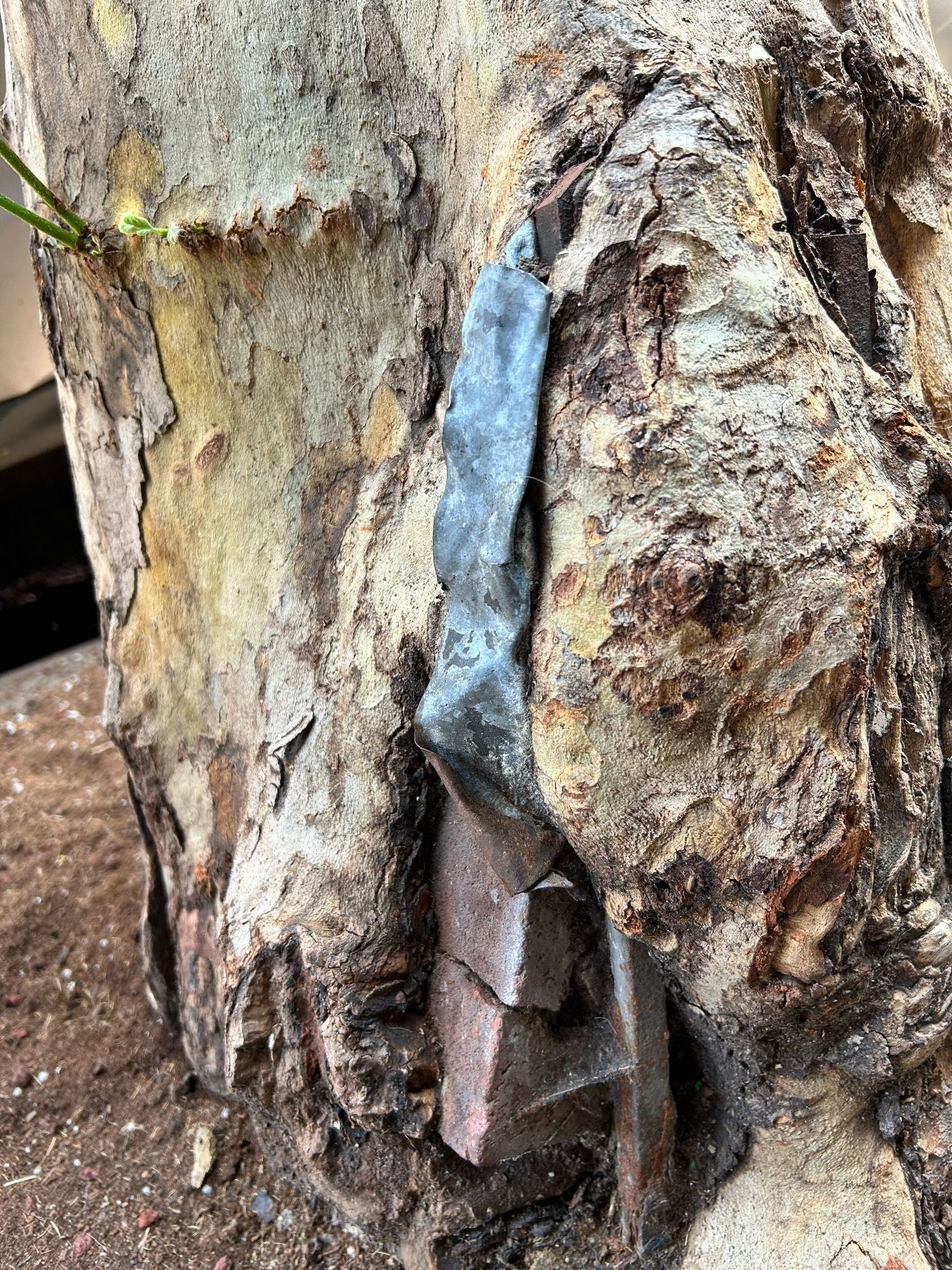 London Plane trunk disfigured as tree grows around metal in tree bed.