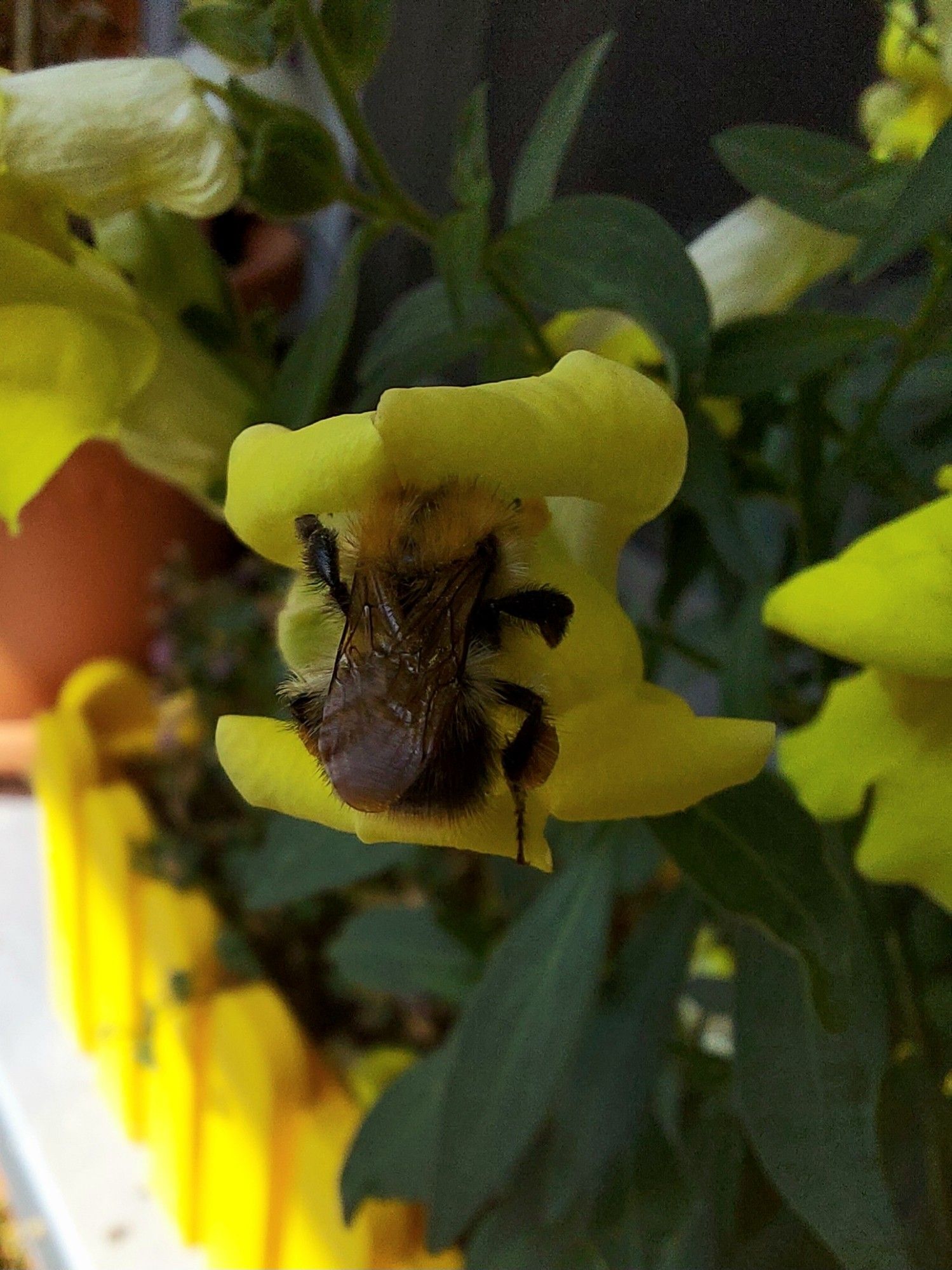 Eine Hummel steckt mit dem Kopf in der Blüte eines gelben Löwenmäulchen