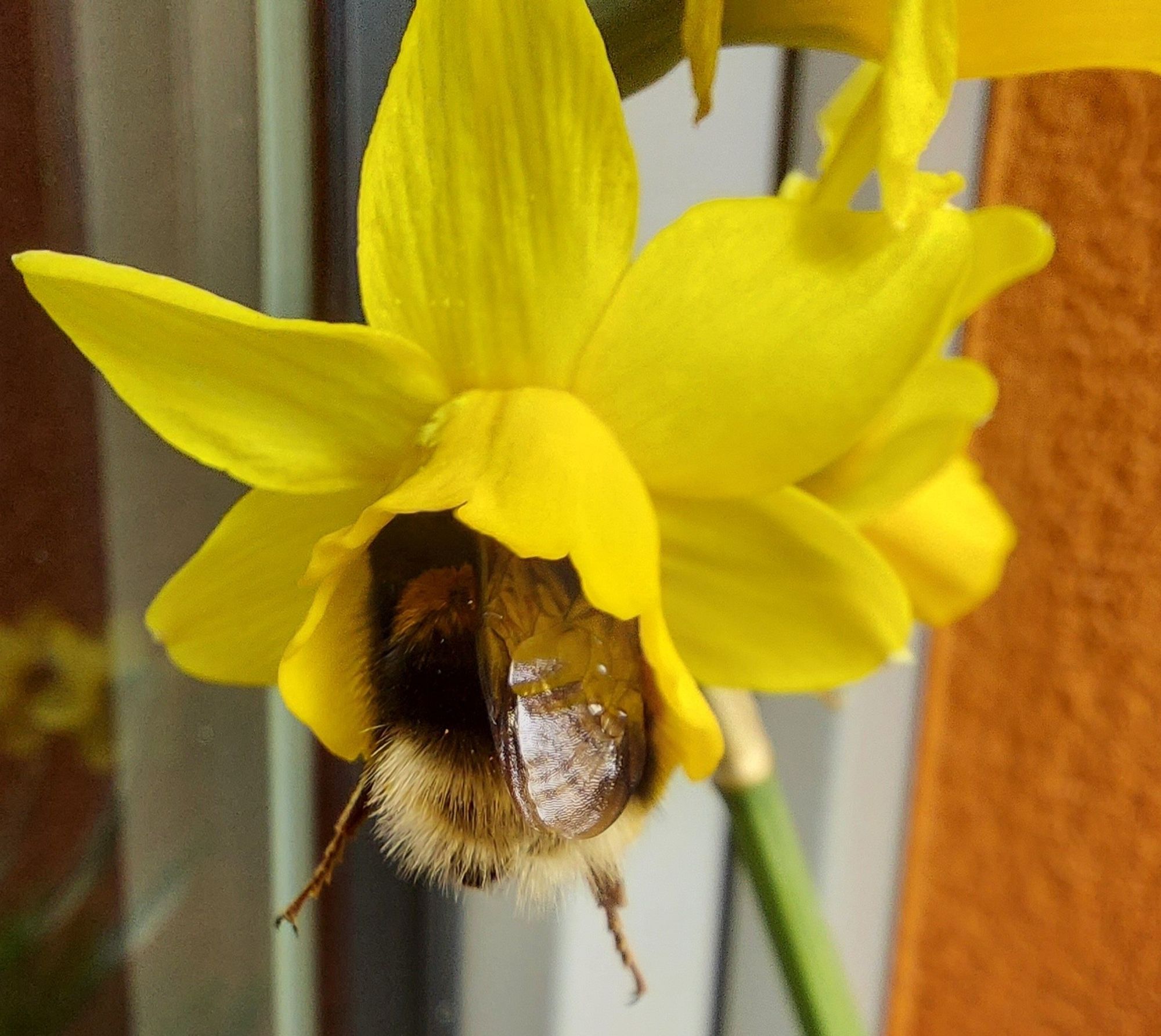 Eine Hummel steckt in einer Narzisse. Die Beine und der Po gucken raus 