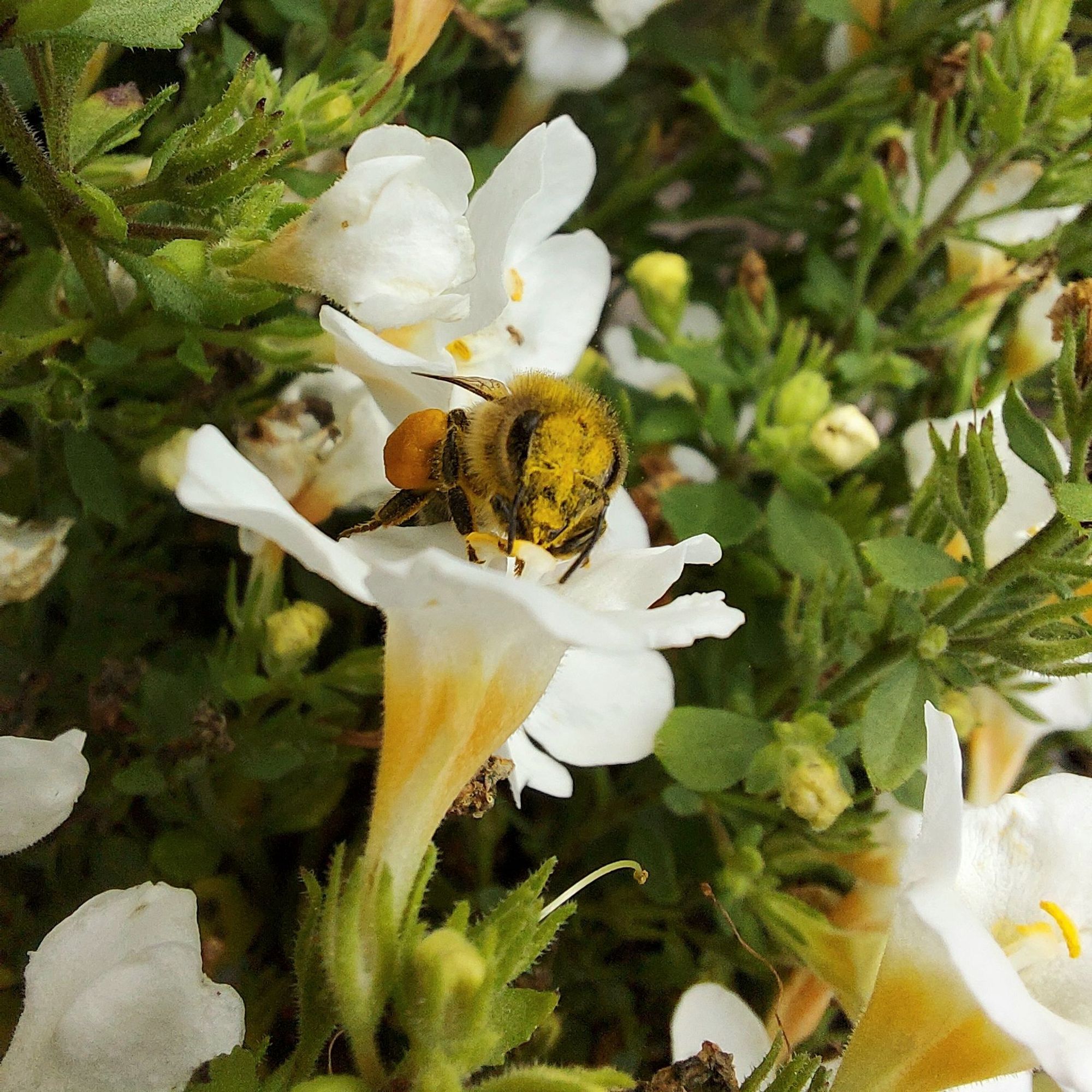 Eine Biene sitzt auf einer weißen Blüte. Ihr Gesicht ist voll mit gelben Pollen