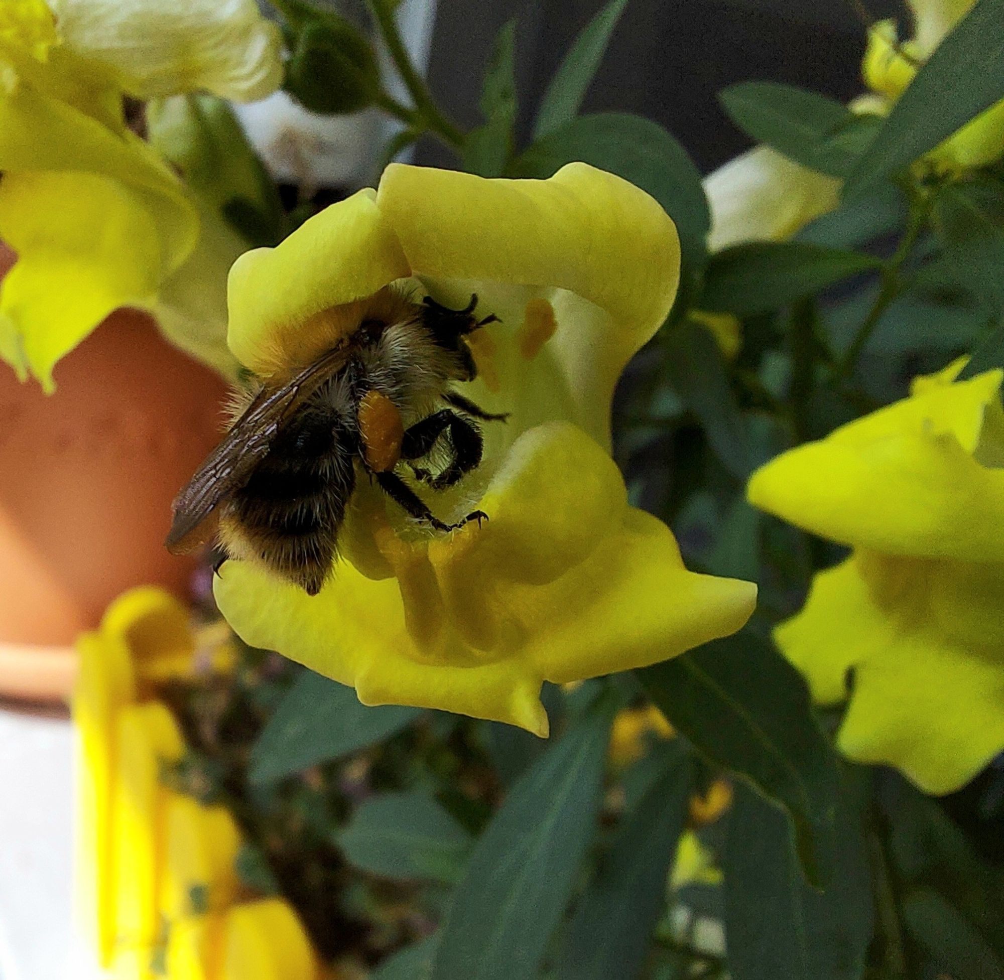 Eine Hummel versucht in die Blüte eines gelben Löwenmäulchens zu krabbeln, jetzt ist die Blüte schon auf und der Hummel ist mit dem Kopf in der Blüte