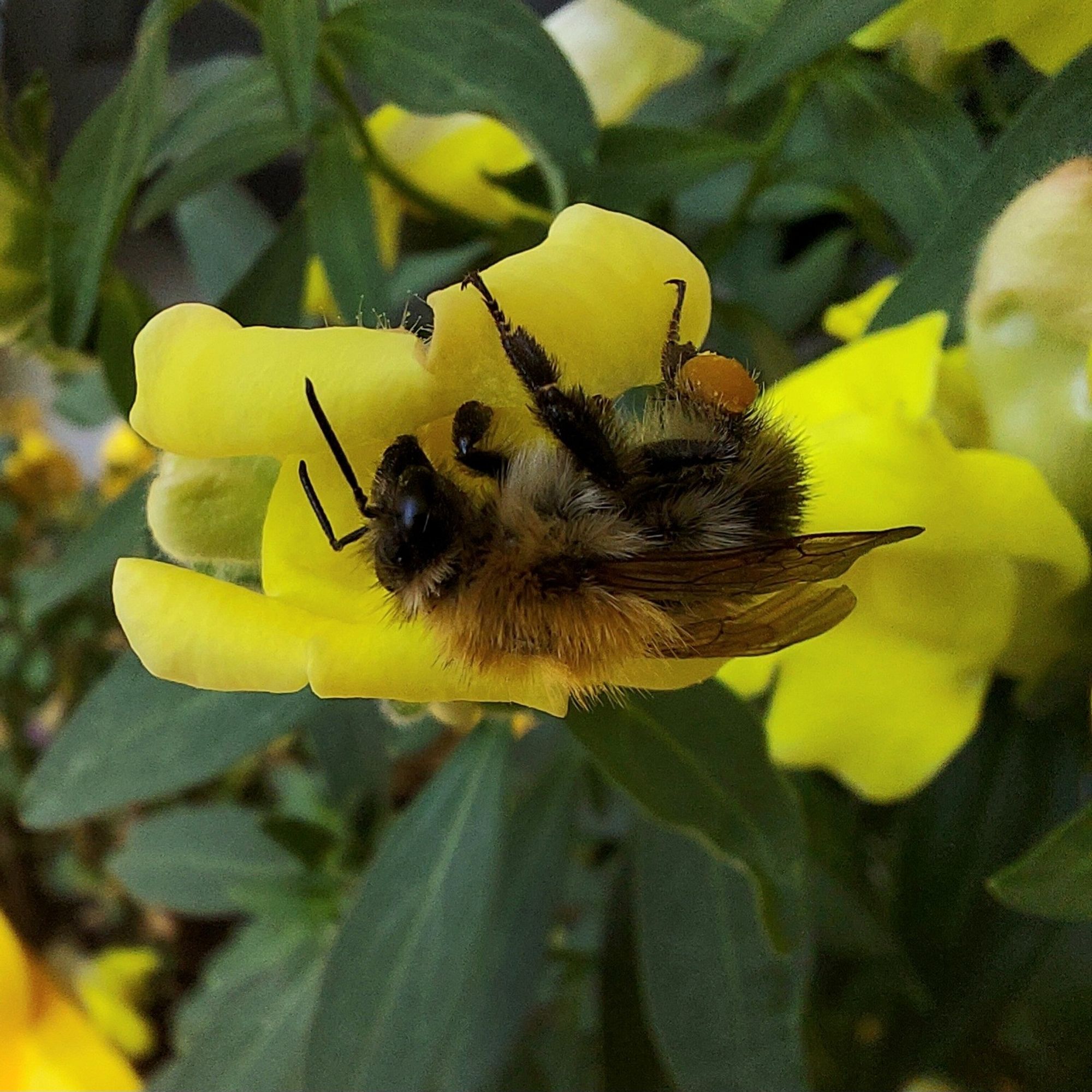 Eine Hummel versucht in die Blüte eines gelben Löwenmäulchens zu krabbeln