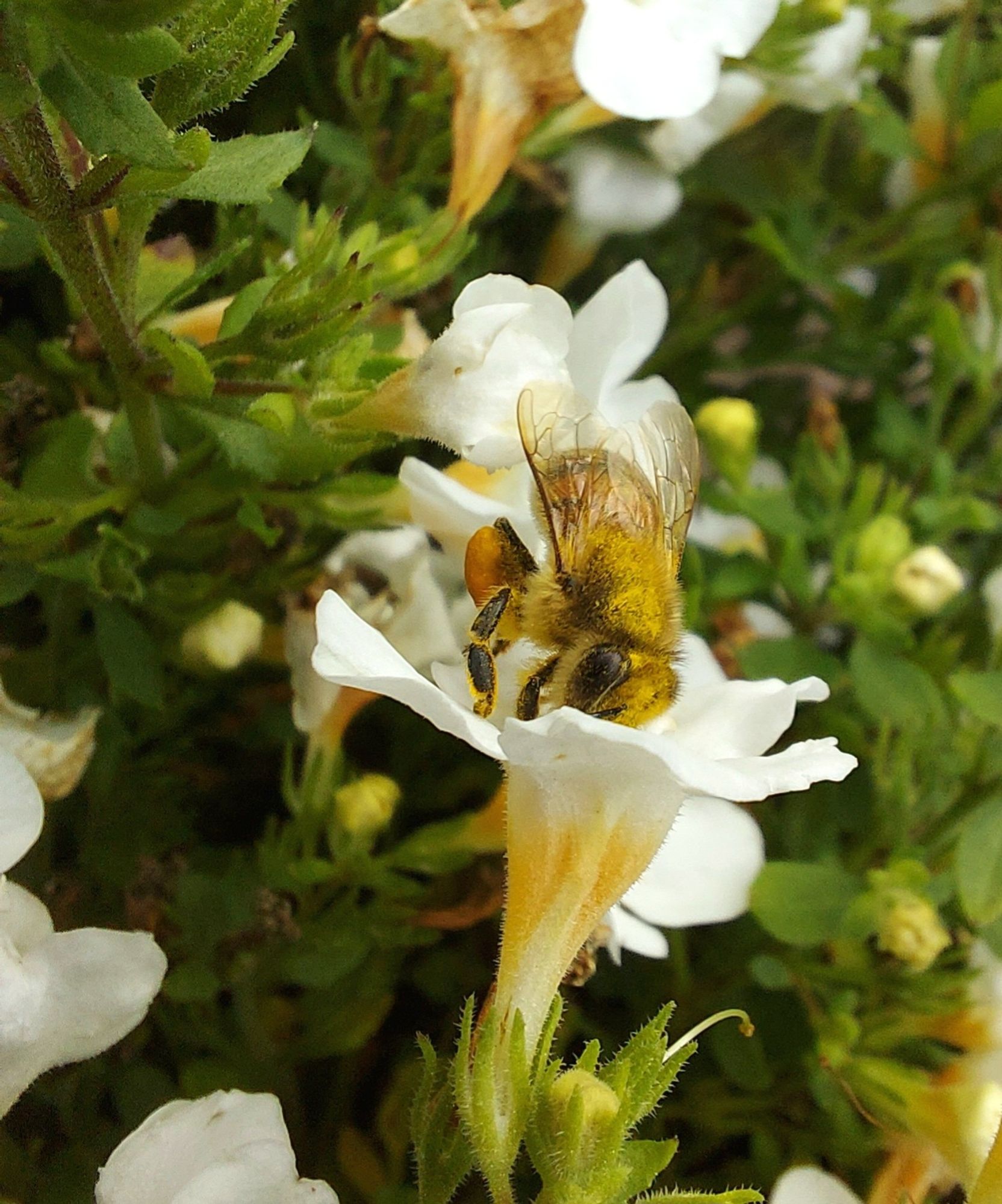 Eine Biene sitzt auf einer weißen Blüte, man sieht ihr halbes Gesicht