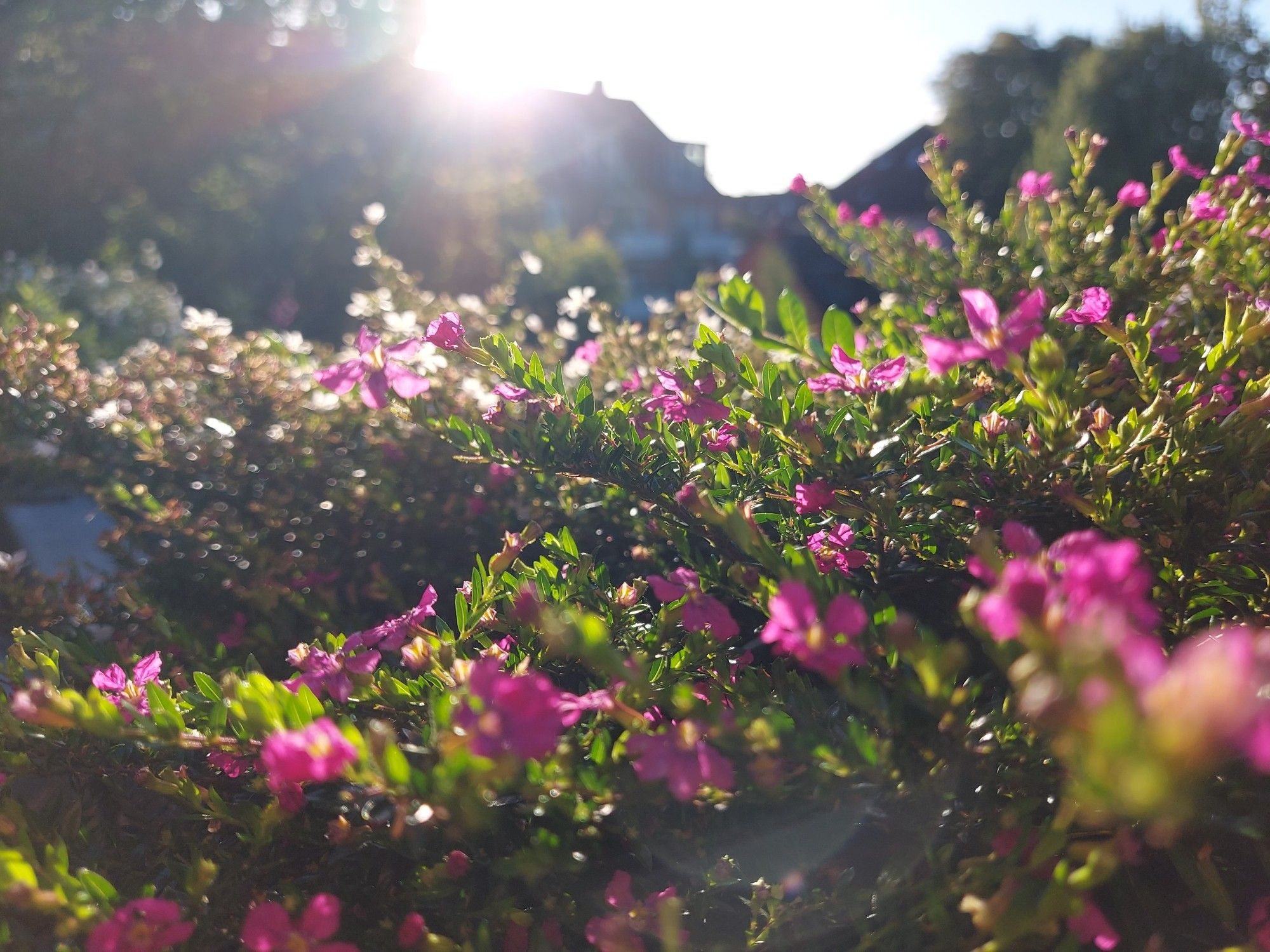 Rosa Blüten, im Hintergrund scheint die Sonne durchs Laub der Bäume