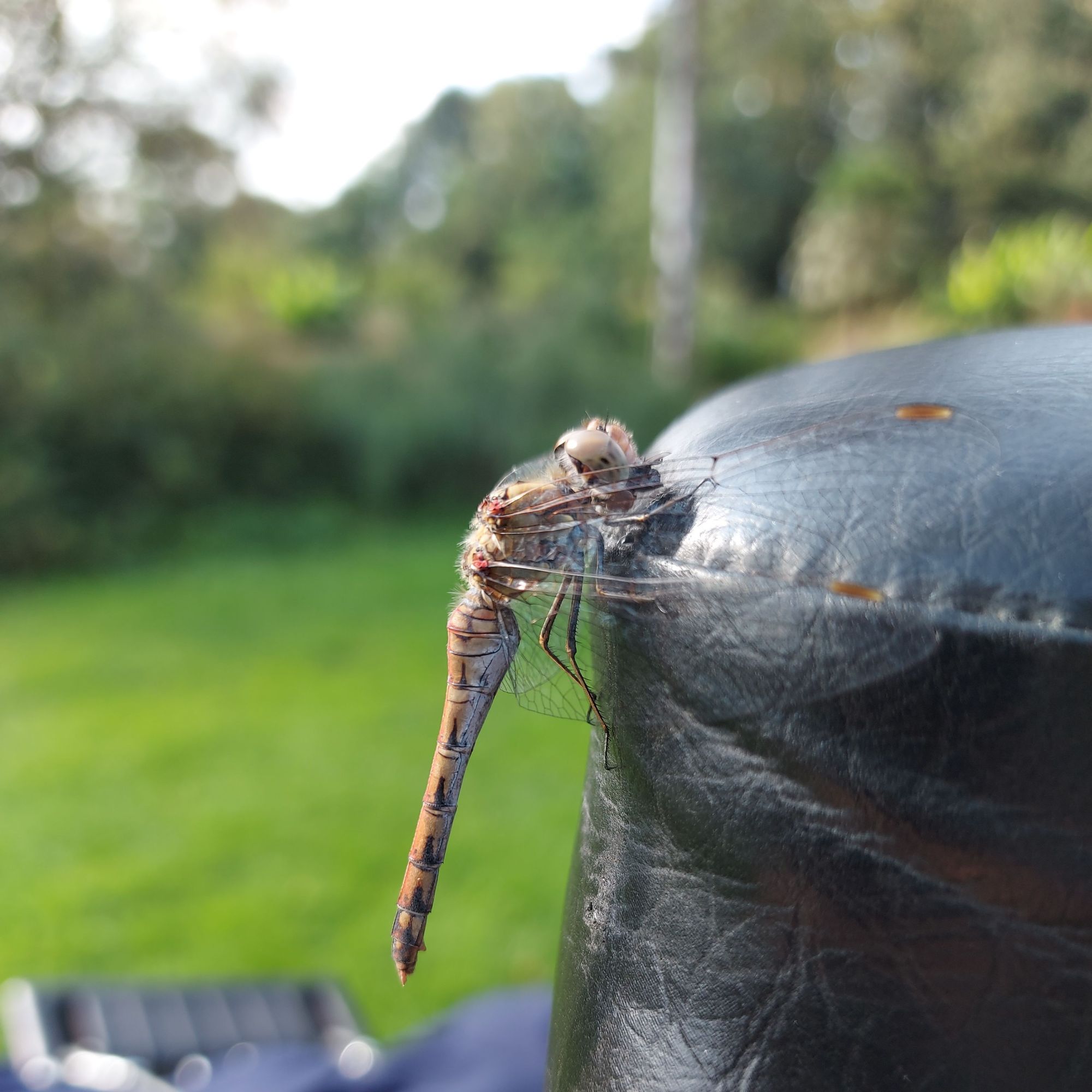 Eine Libelle hängt an einem Fahrradsattel