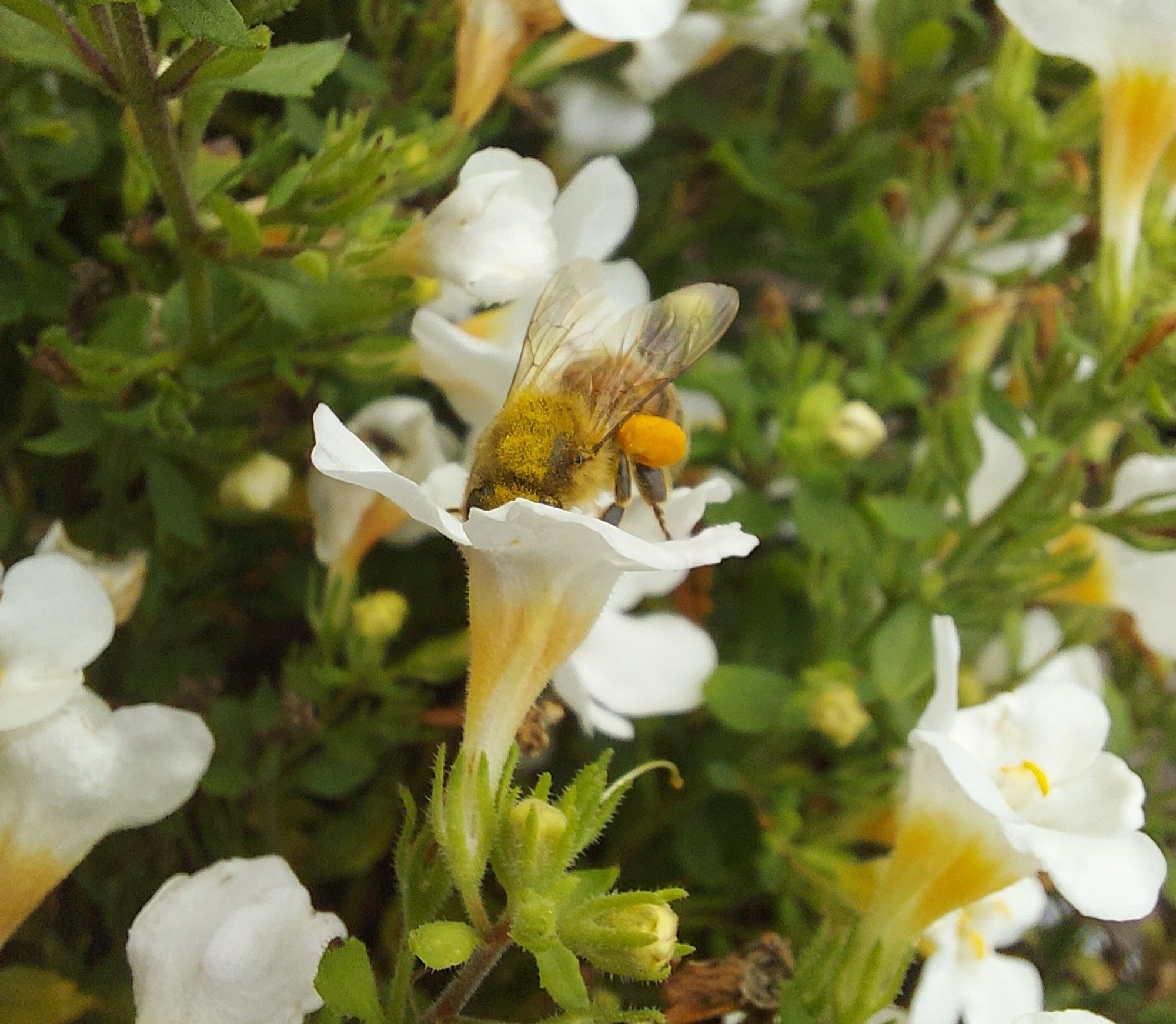 Eine Biene steckt kopfüber in einer weißen Blüte