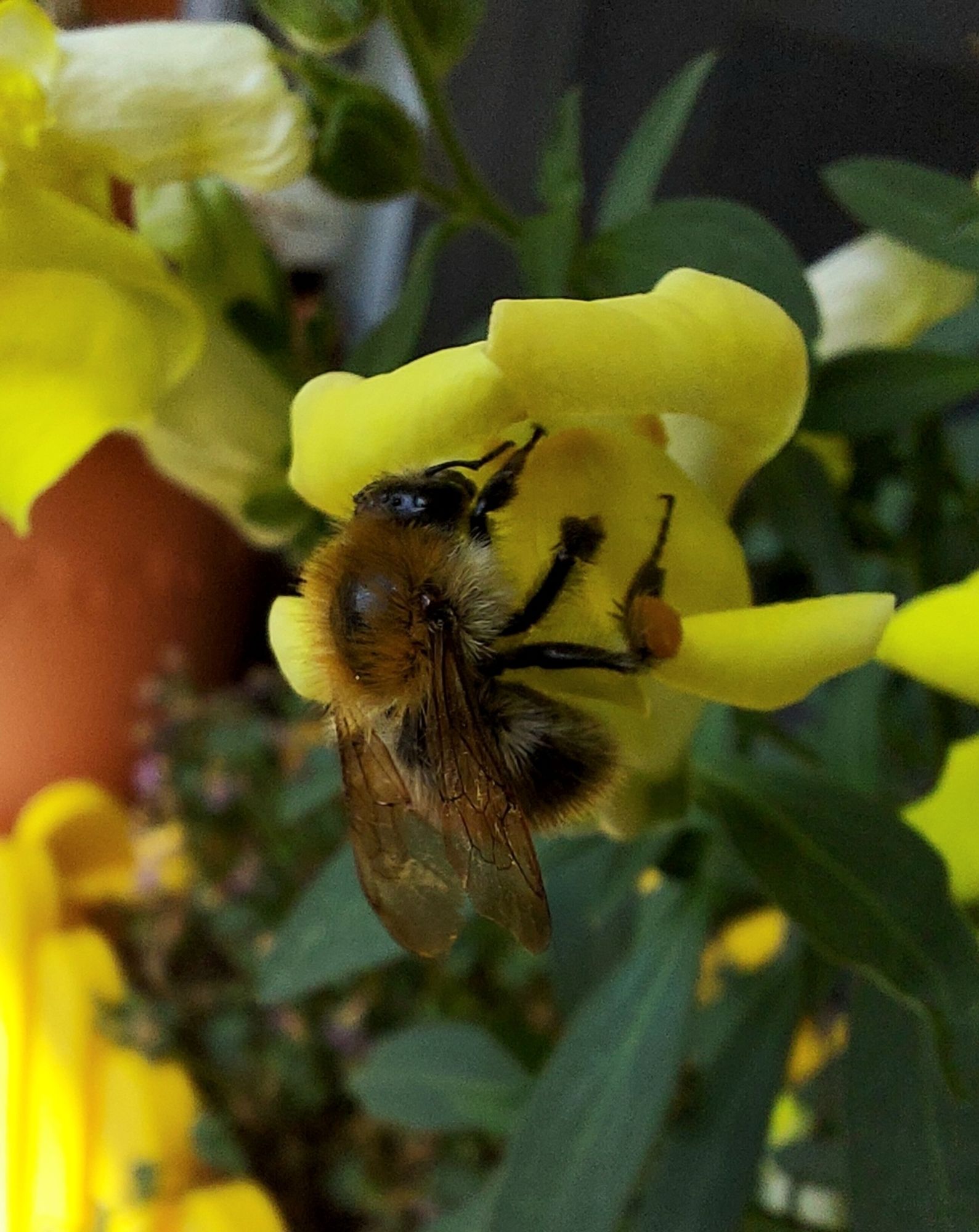 Eine Hummel versucht in die Blüte eines gelben Löwenmäulchens zu krabbeln