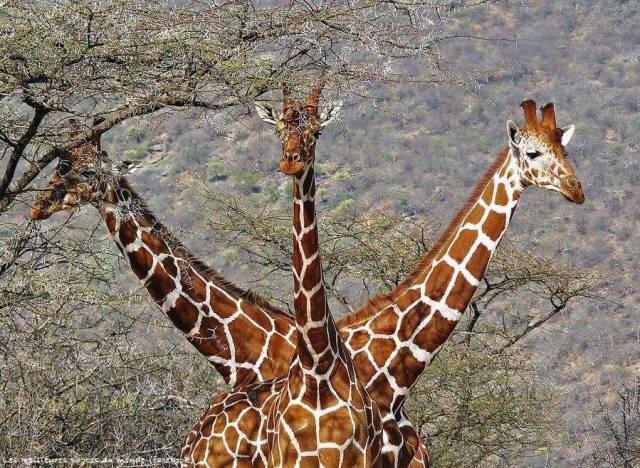 Photo de 3 girafes, mais on a l'impression, de par leur position respective, qu'il s'agit d'une seule girafe avec 3 têtes et trois cous.